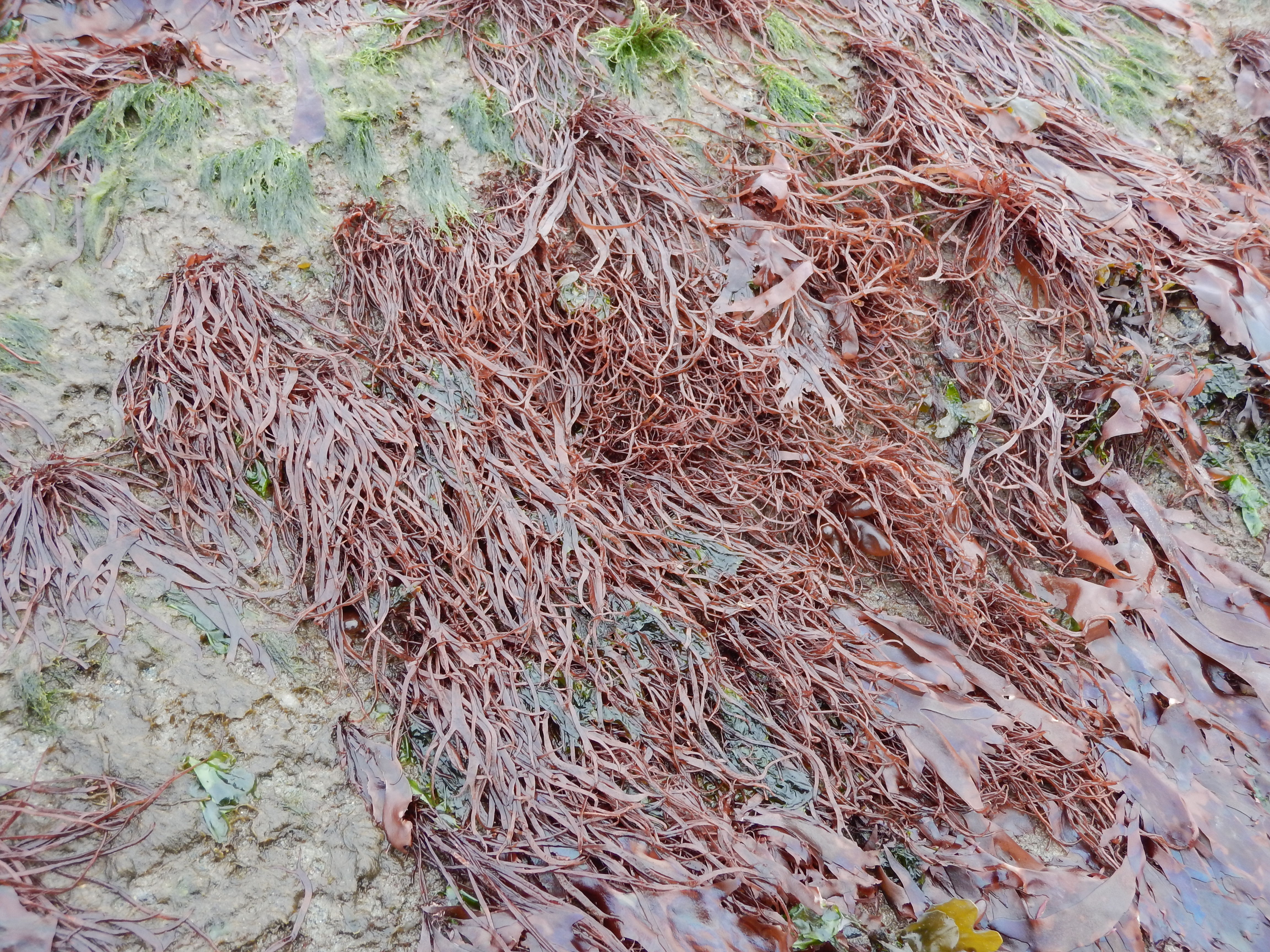 Devaleraea callophylloides – M. Lindeberg · Cook Inlet · May 2018