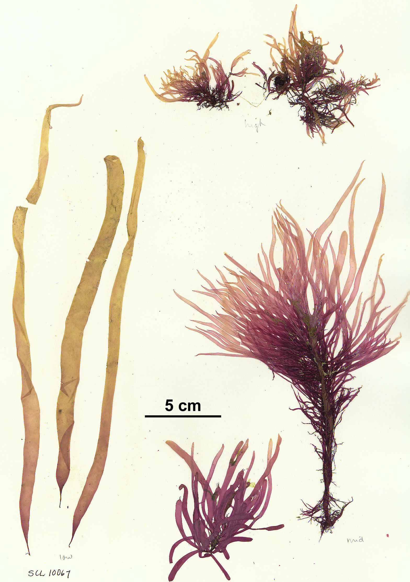 Devaleraea callophylloides – M. Lindeberg