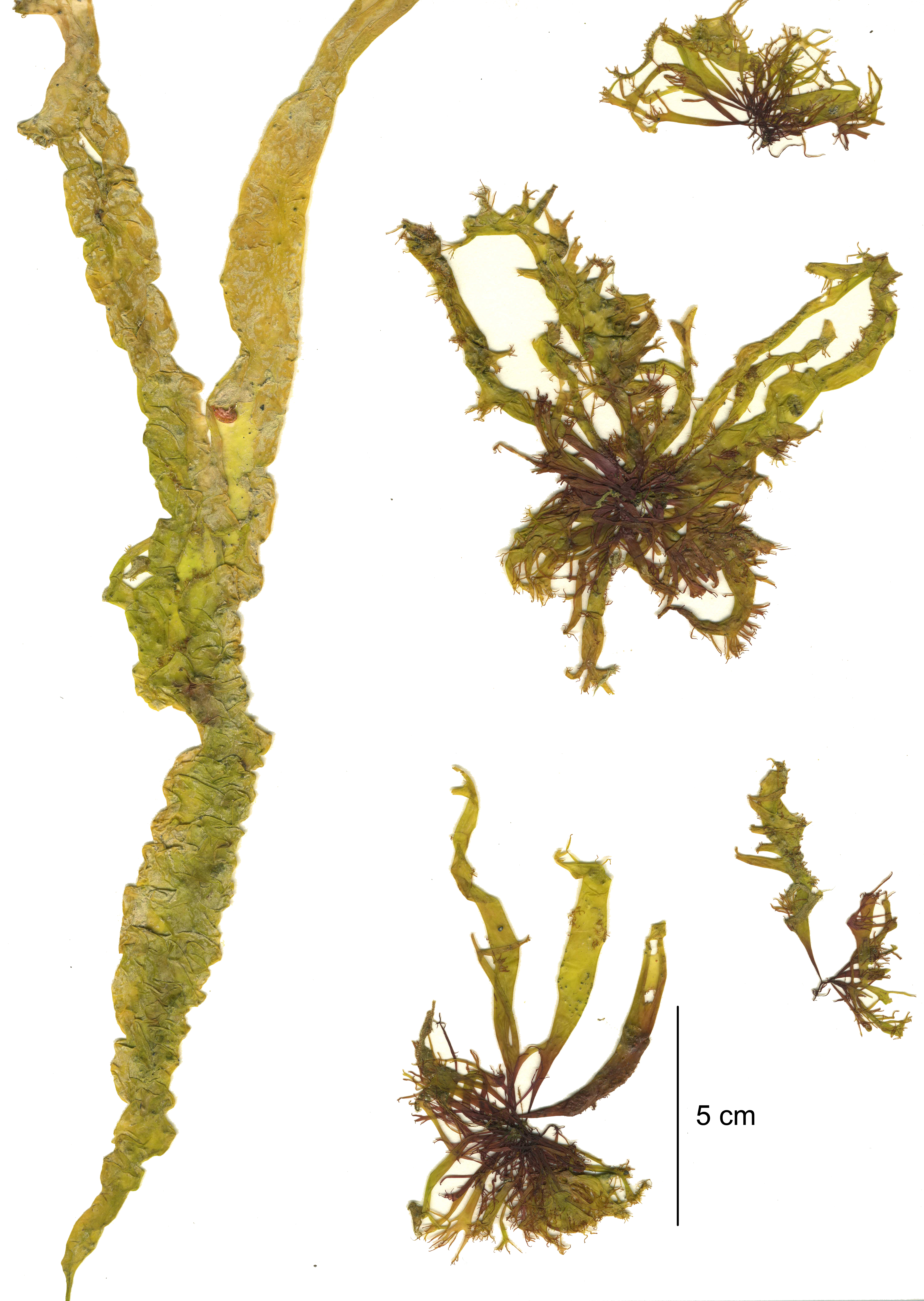 Devaleraea callophylloides – M. Lindeberg