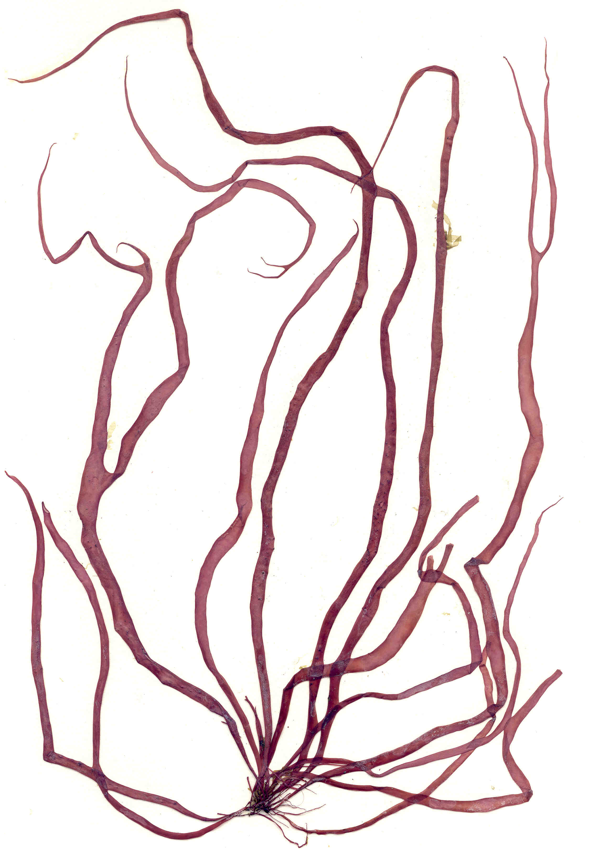 Devaleraea callophylloides – M. Lindeberg