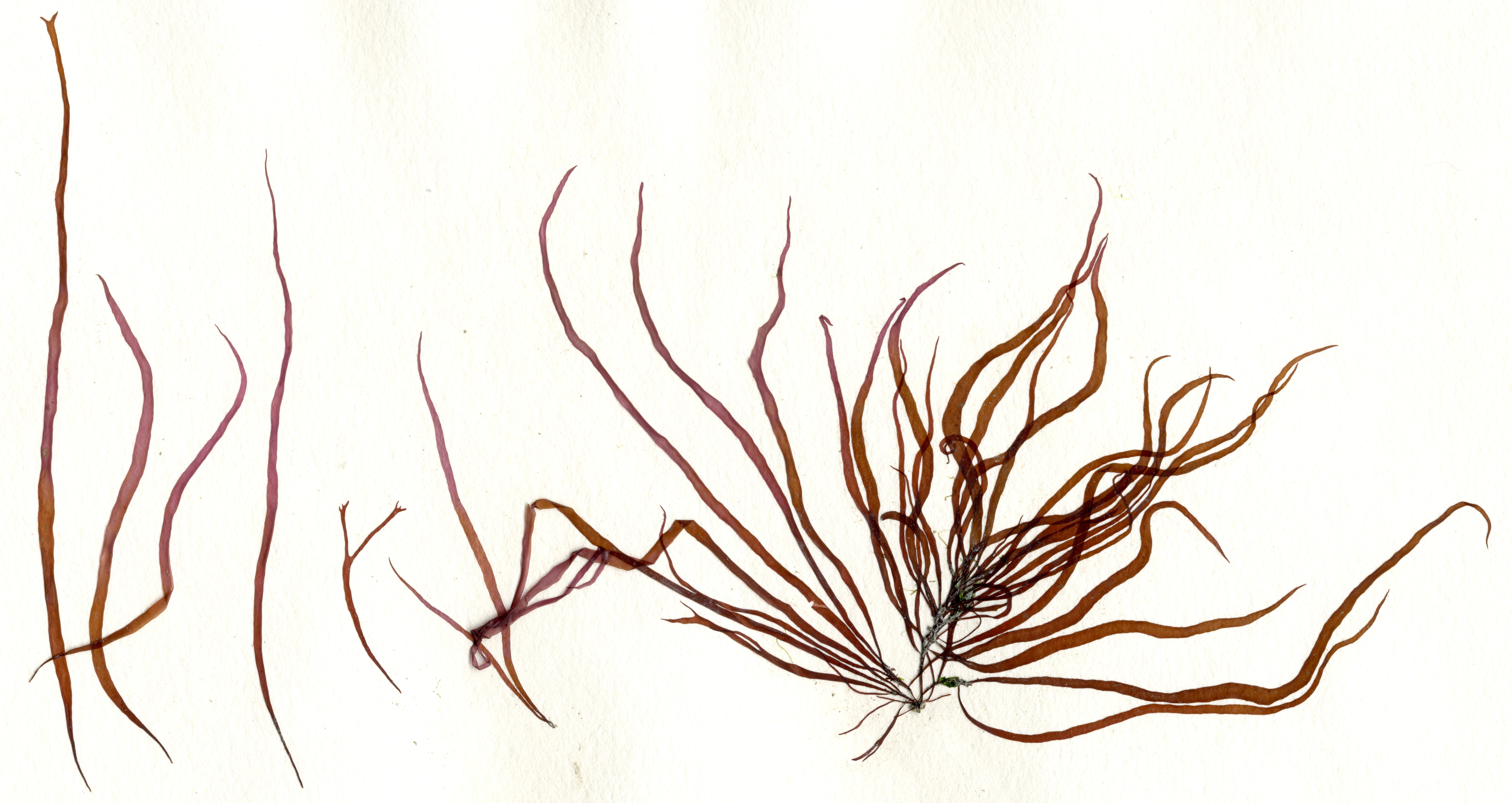 Devaleraea callophylloides – M. Lindeberg · Cook Inlet · May 2009