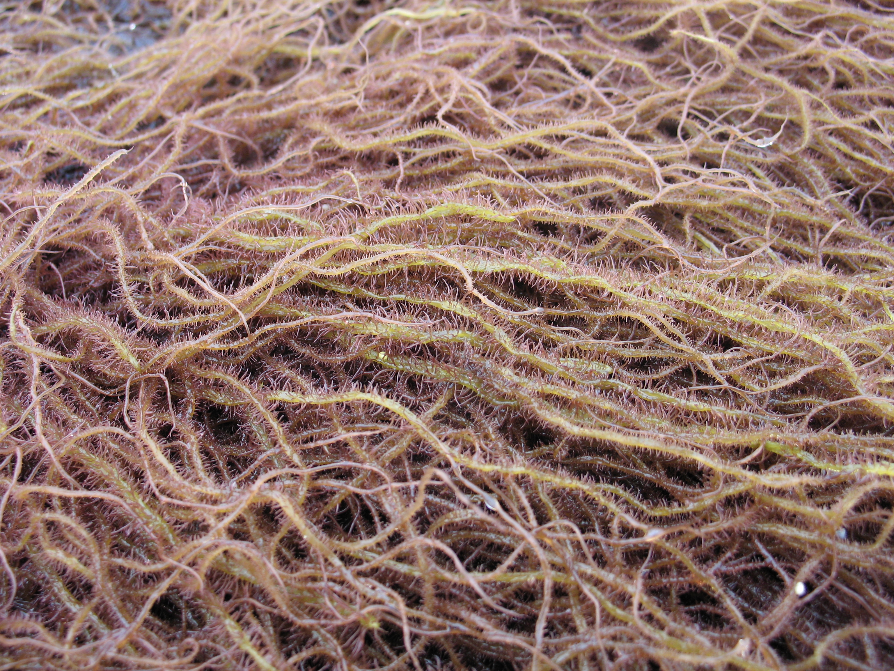 Devaleraea callophylloides – M. Lindeberg · Cook Inlet · July 2008