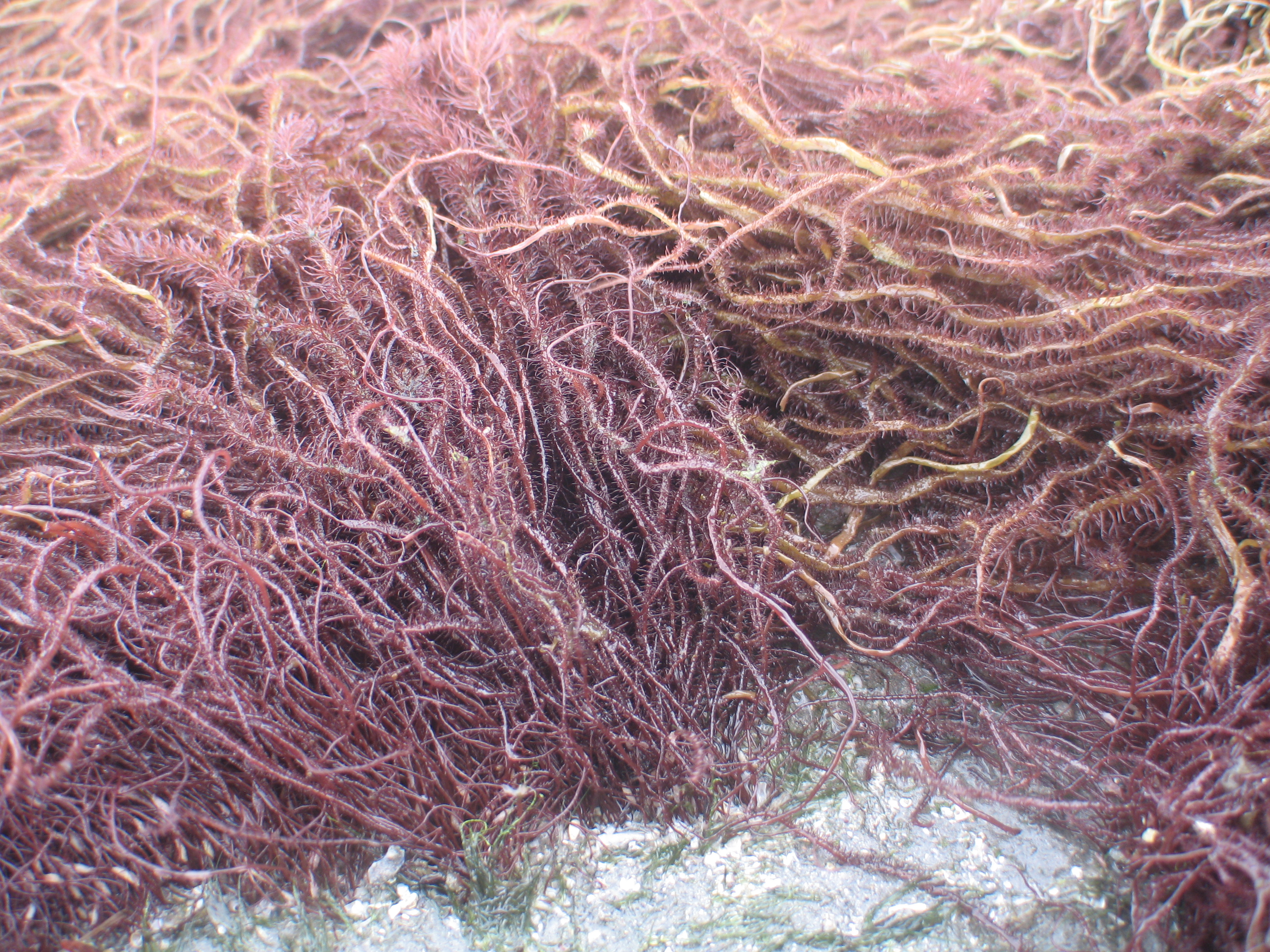 Devaleraea callophylloides – M. Lindeberg · Cook Inlet · July 2009