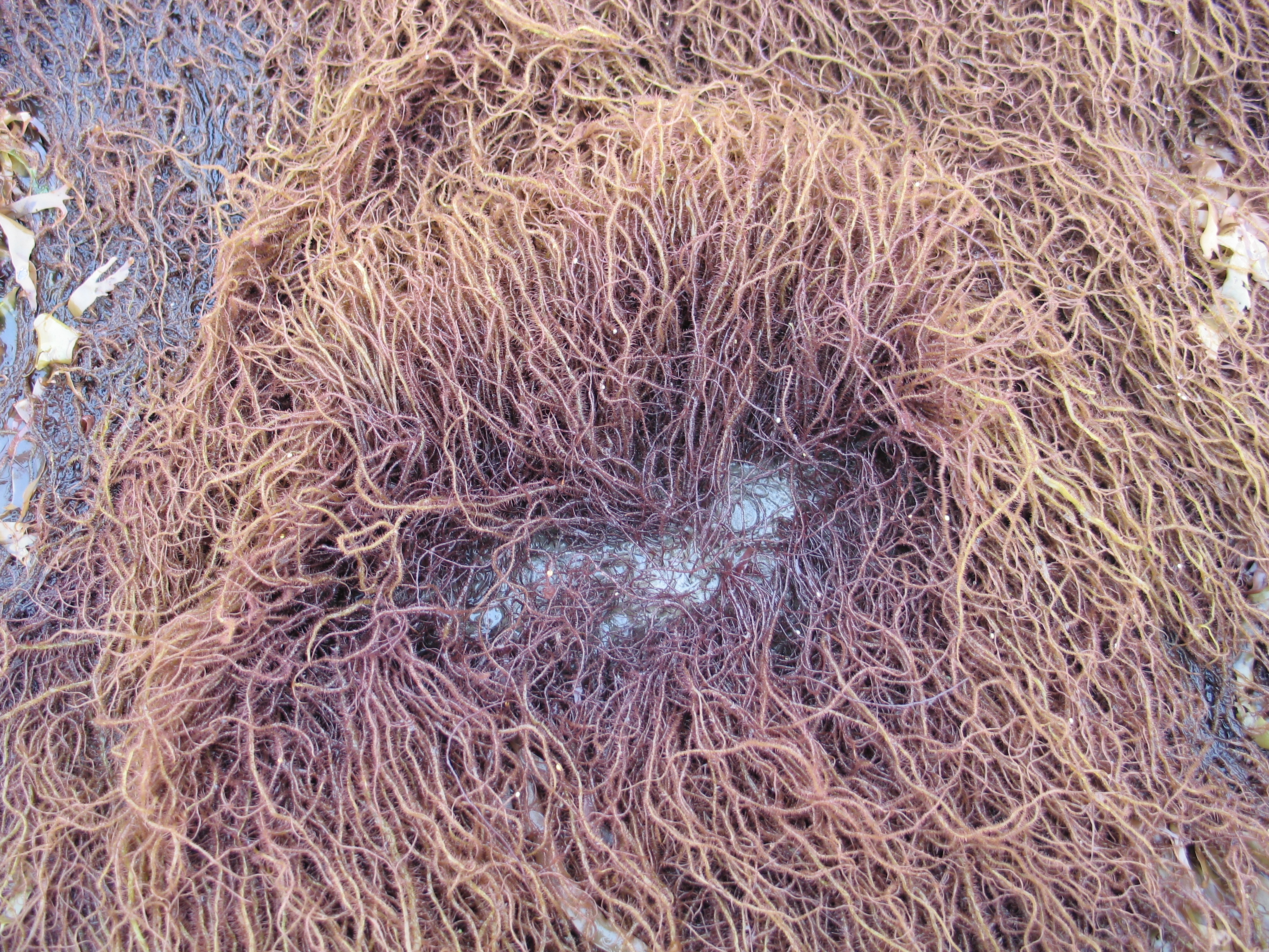 Devaleraea callophylloides – M. Lindeberg · Cook Inlet · July 2008