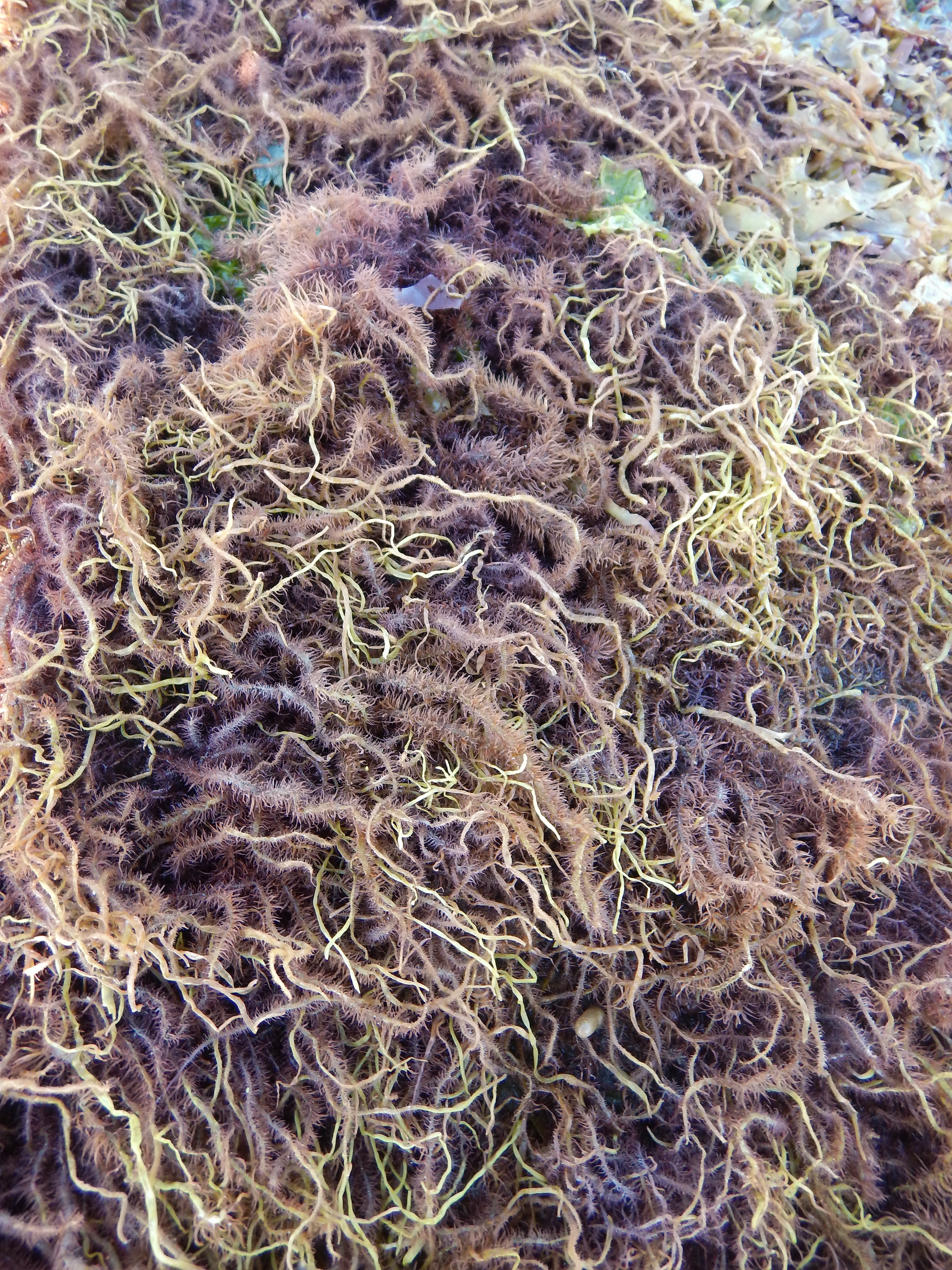 Devaleraea callophylloides – M. Lindeberg · Cook Inlet · June 2018
