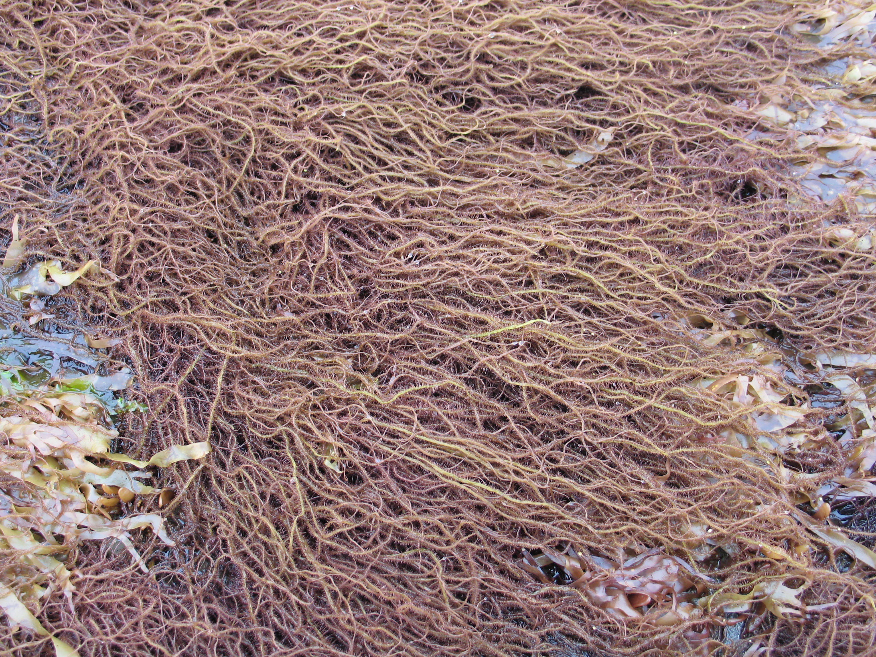 Devaleraea callophylloides – M. Lindeberg · Cook Inlet · July 2008