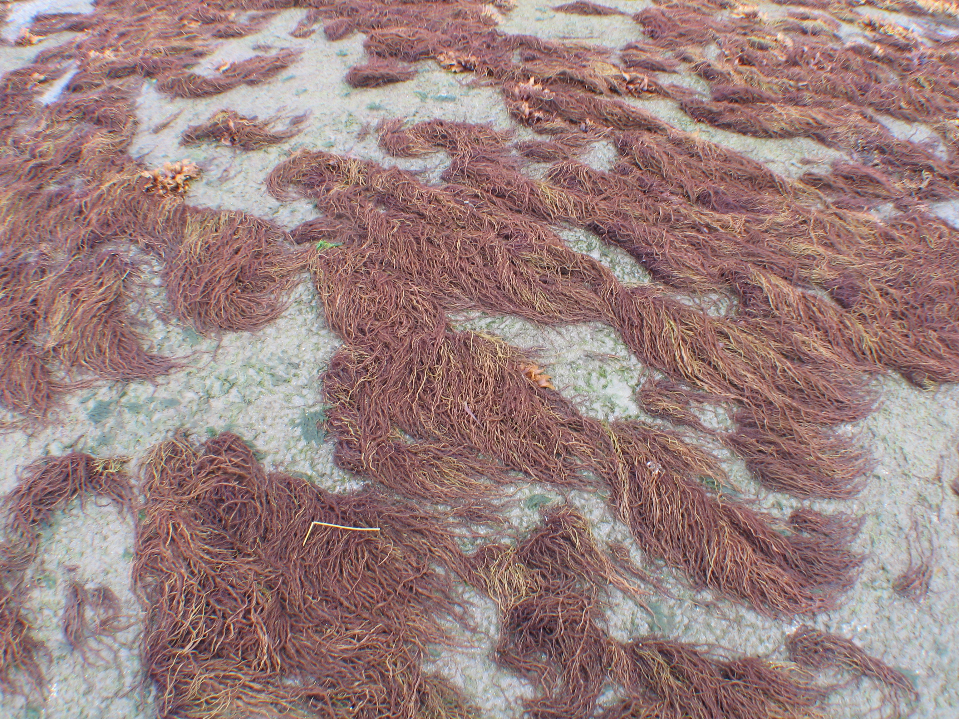 Devaleraea callophylloides – M. Lindeberg · Cook Inlet · July 2009