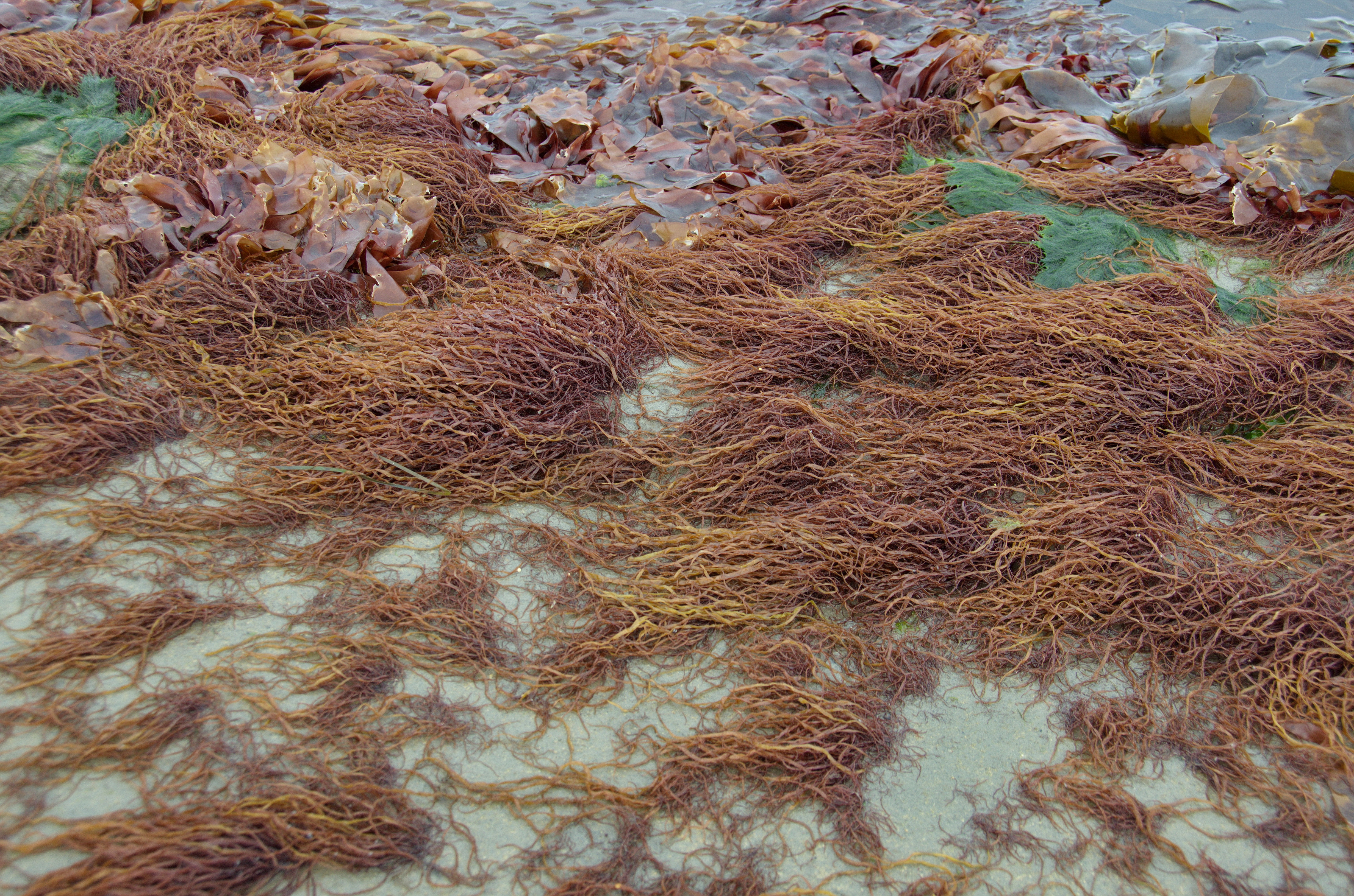Devaleraea callophylloides – M. Lindeberg · Cook Inlet · June 2016
