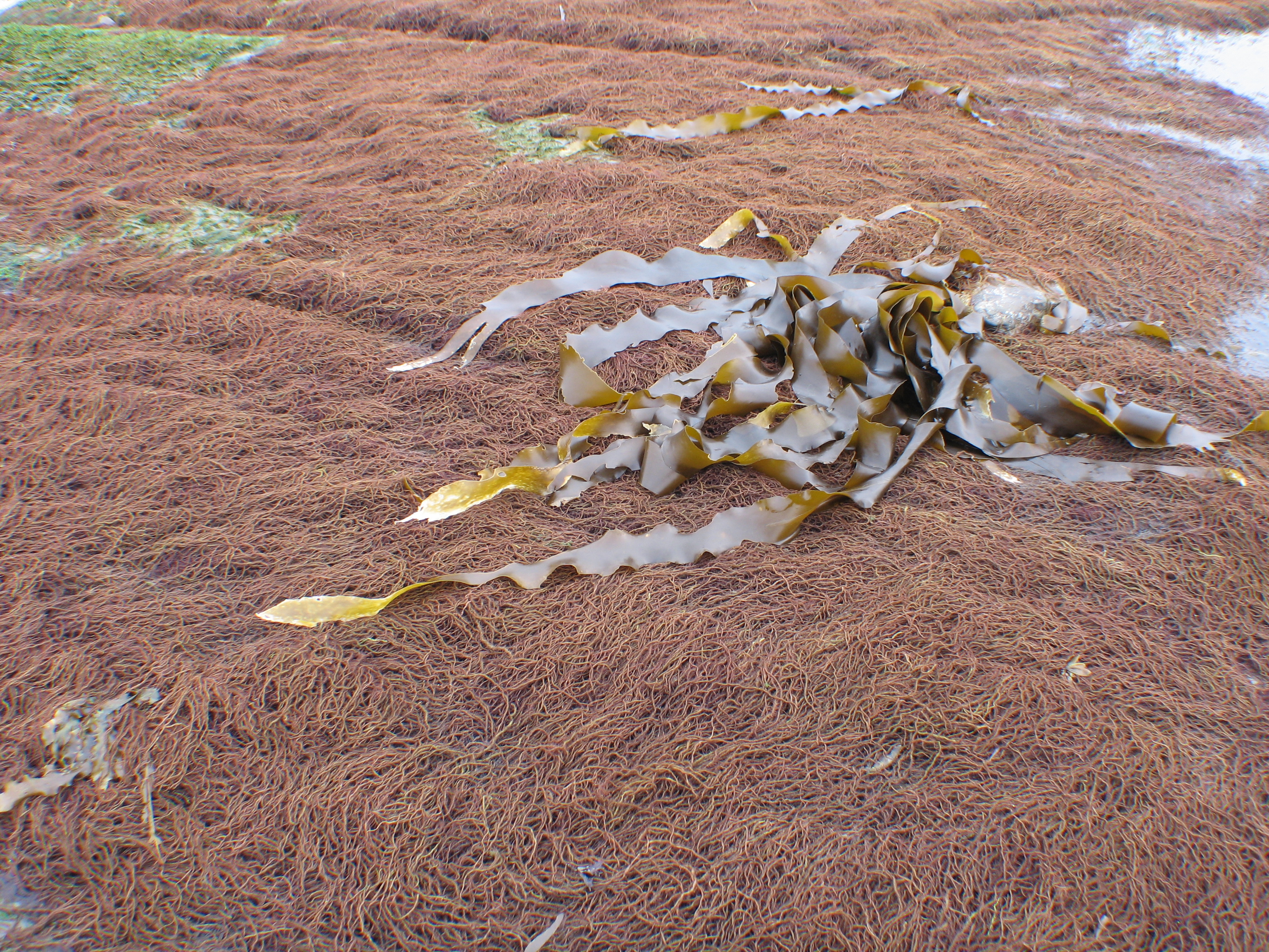 Devaleraea callophylloides – M. Lindeberg · Cook Inlet · July 2009