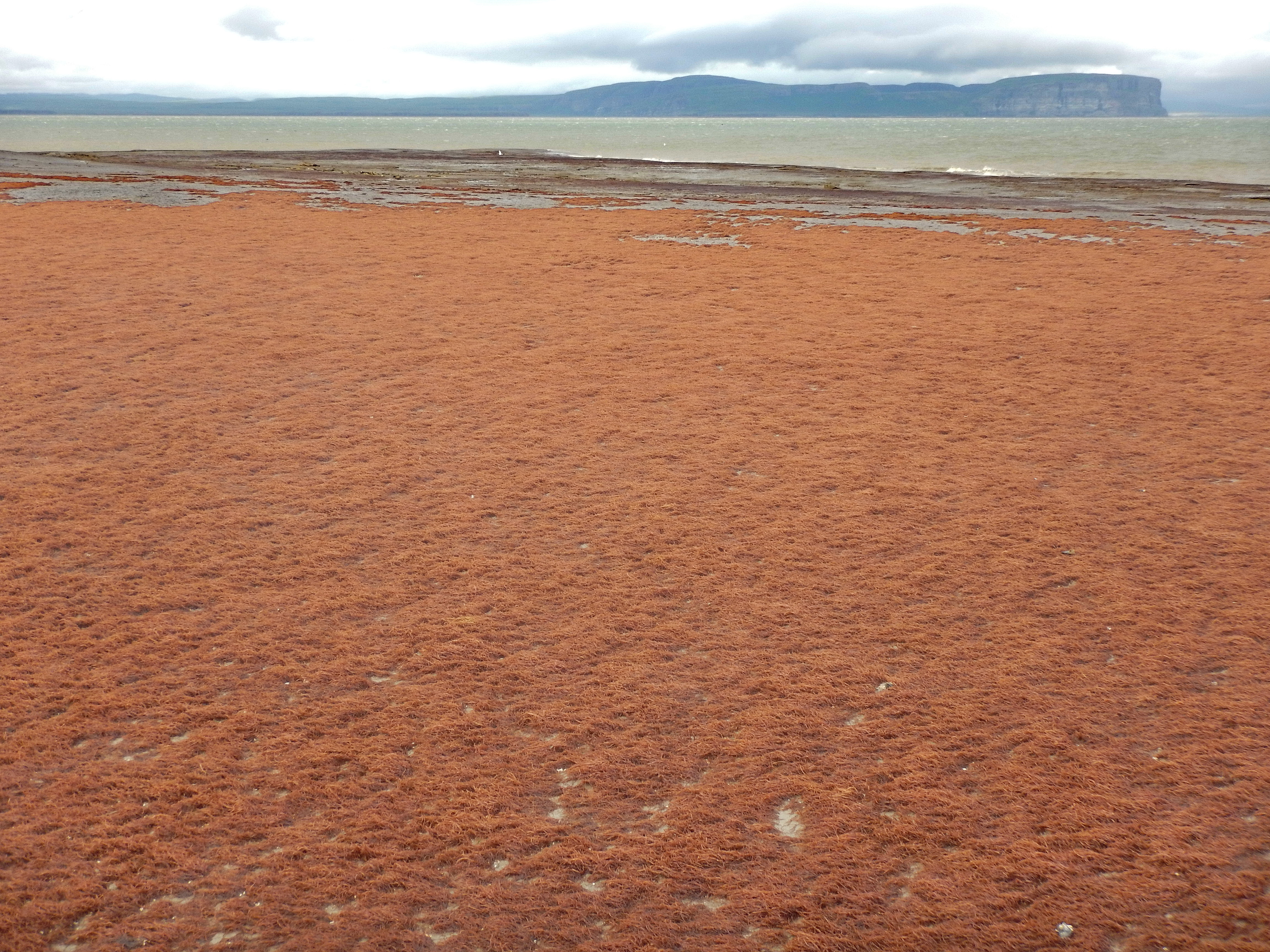 Devaleraea callophylloides – M. Lindeberg · Cook Inlet · June 2016