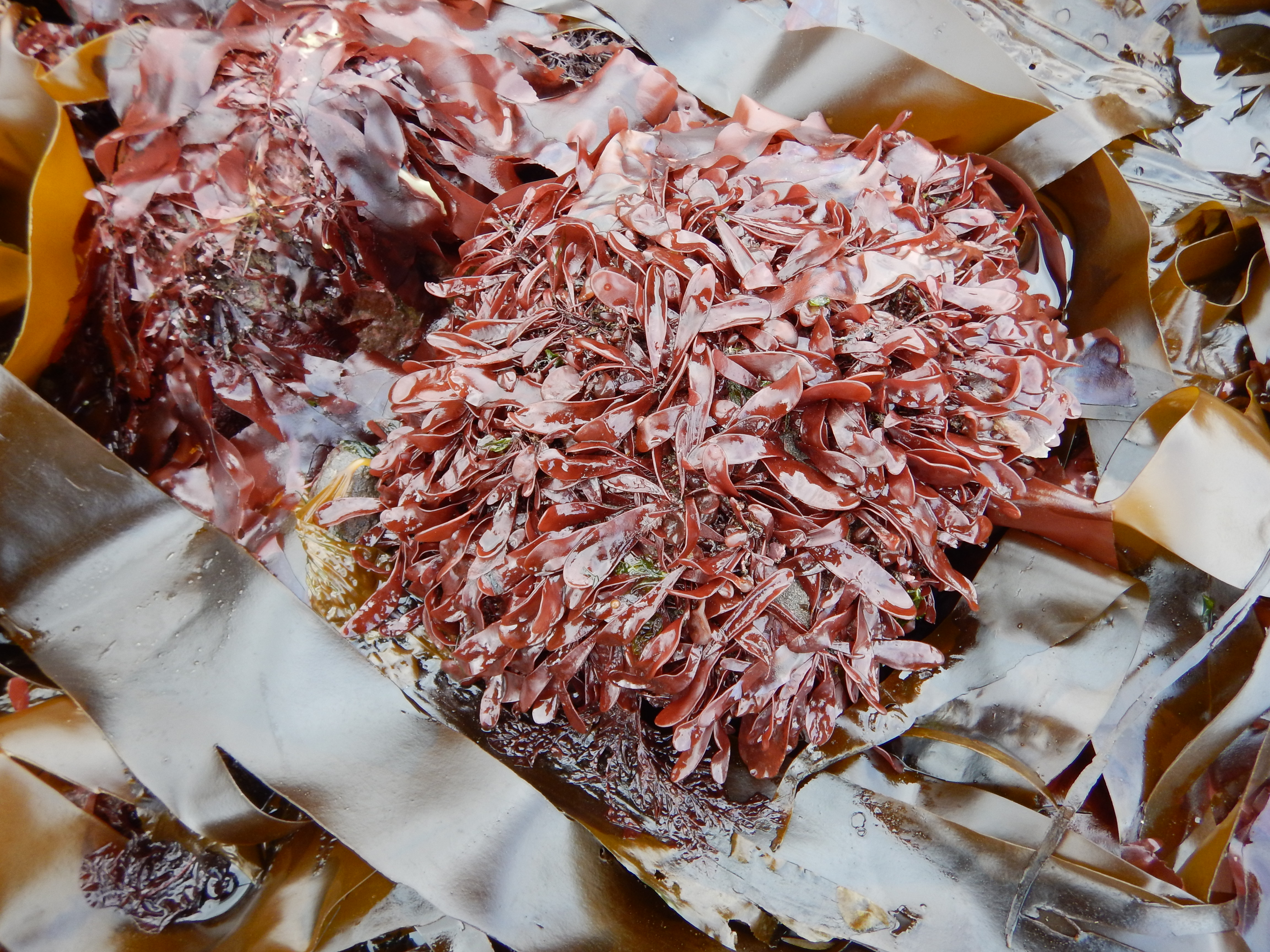 Devaleraea firma – M. Lindeberg · Alaska Peninsula · May 2016