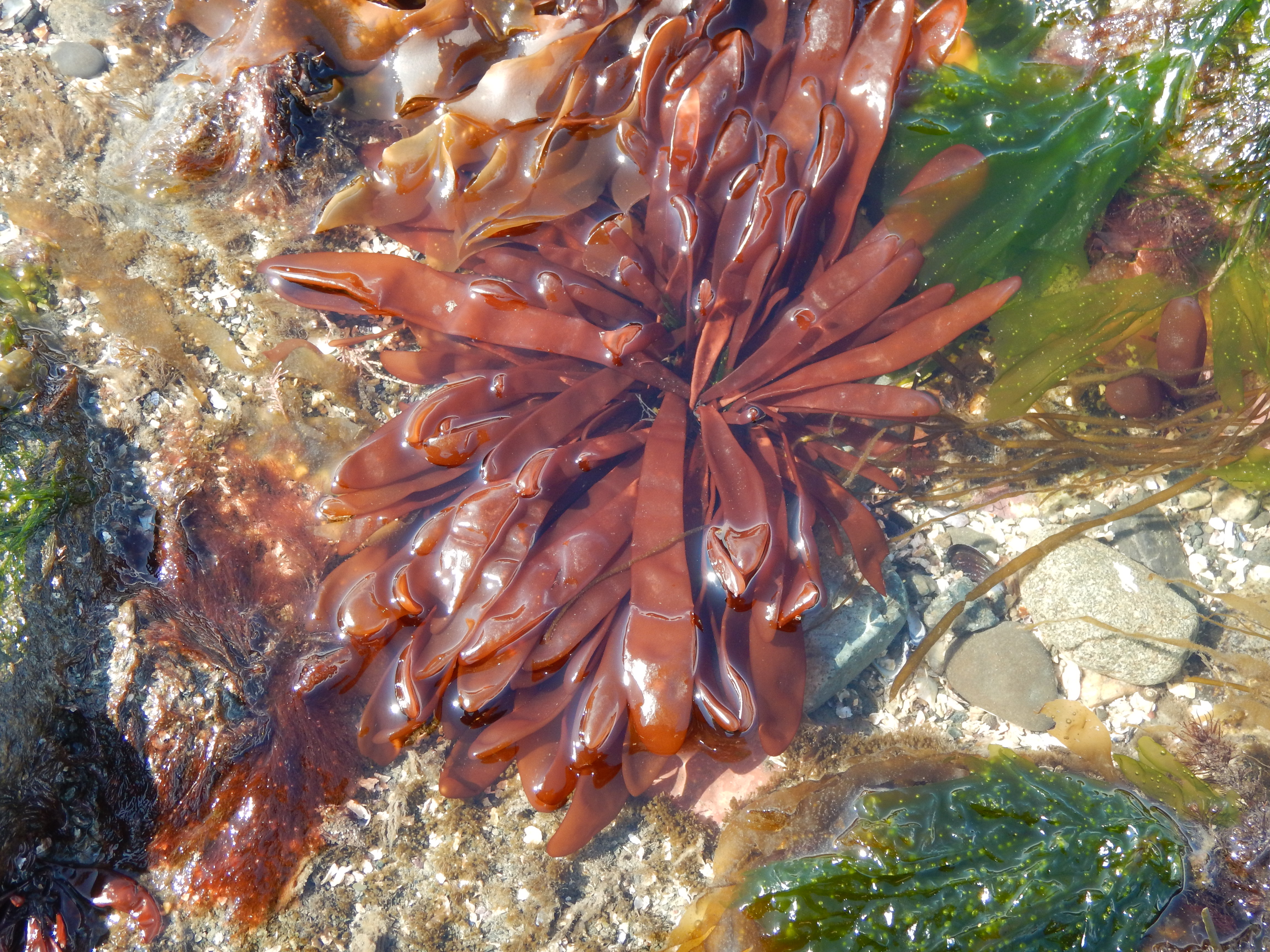 Devaleraea firma – M. Lindeberg · Cook Inlet · May 2017