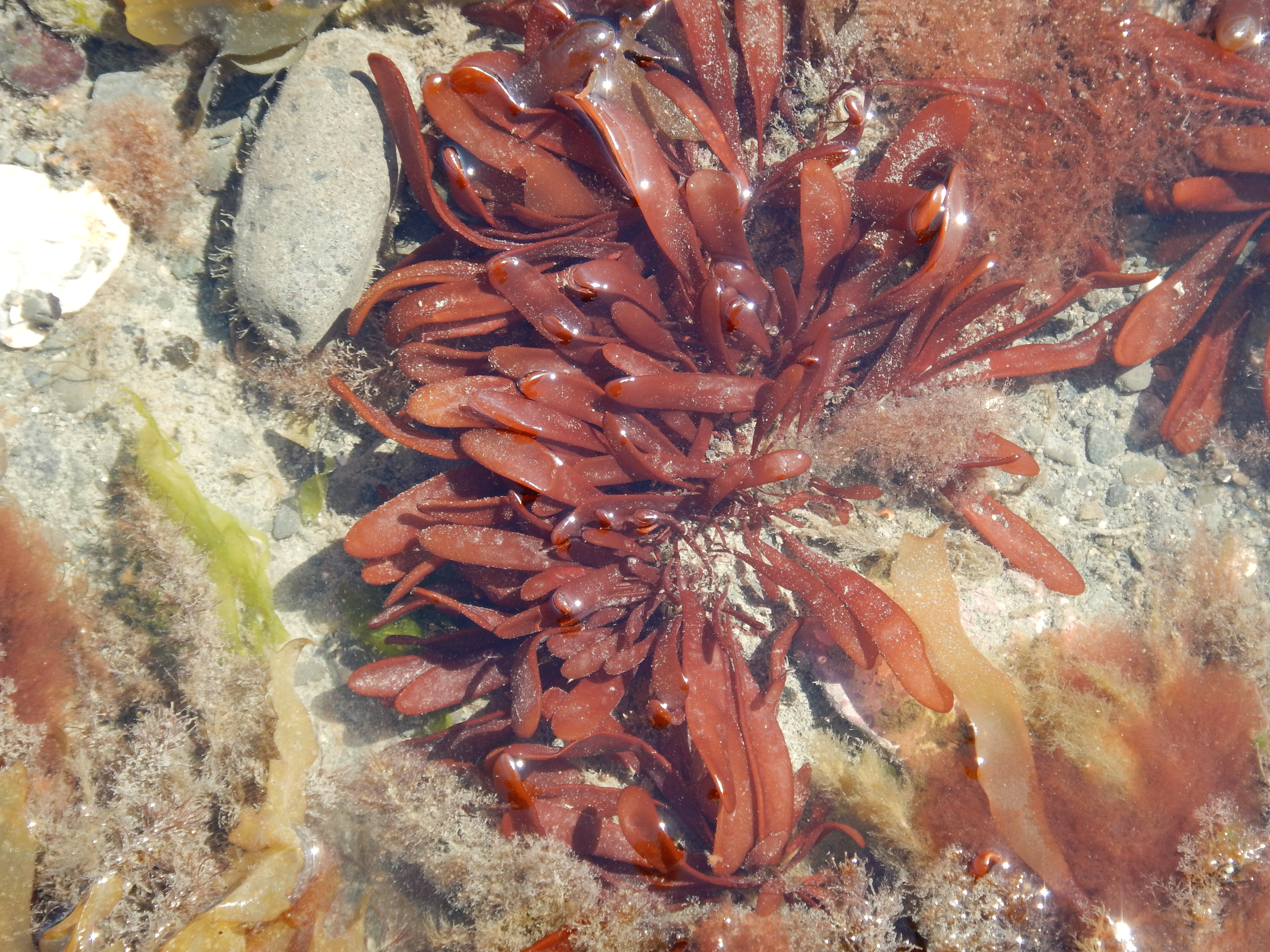 Devaleraea firma – M. Lindeberg · Cook Inlet · May 2017
