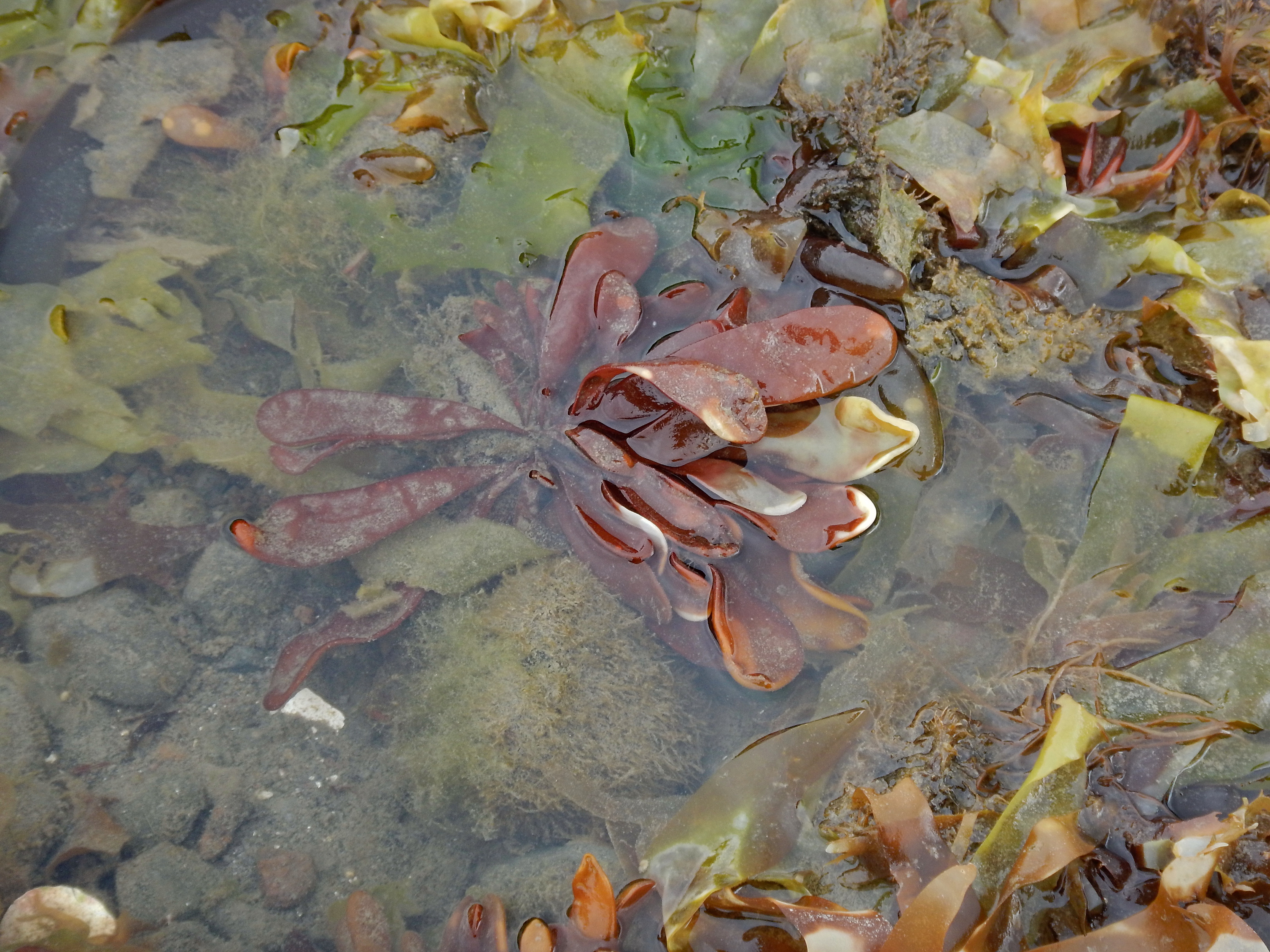 Devaleraea firma – M. Lindeberg · Cook Inlet · June 2015