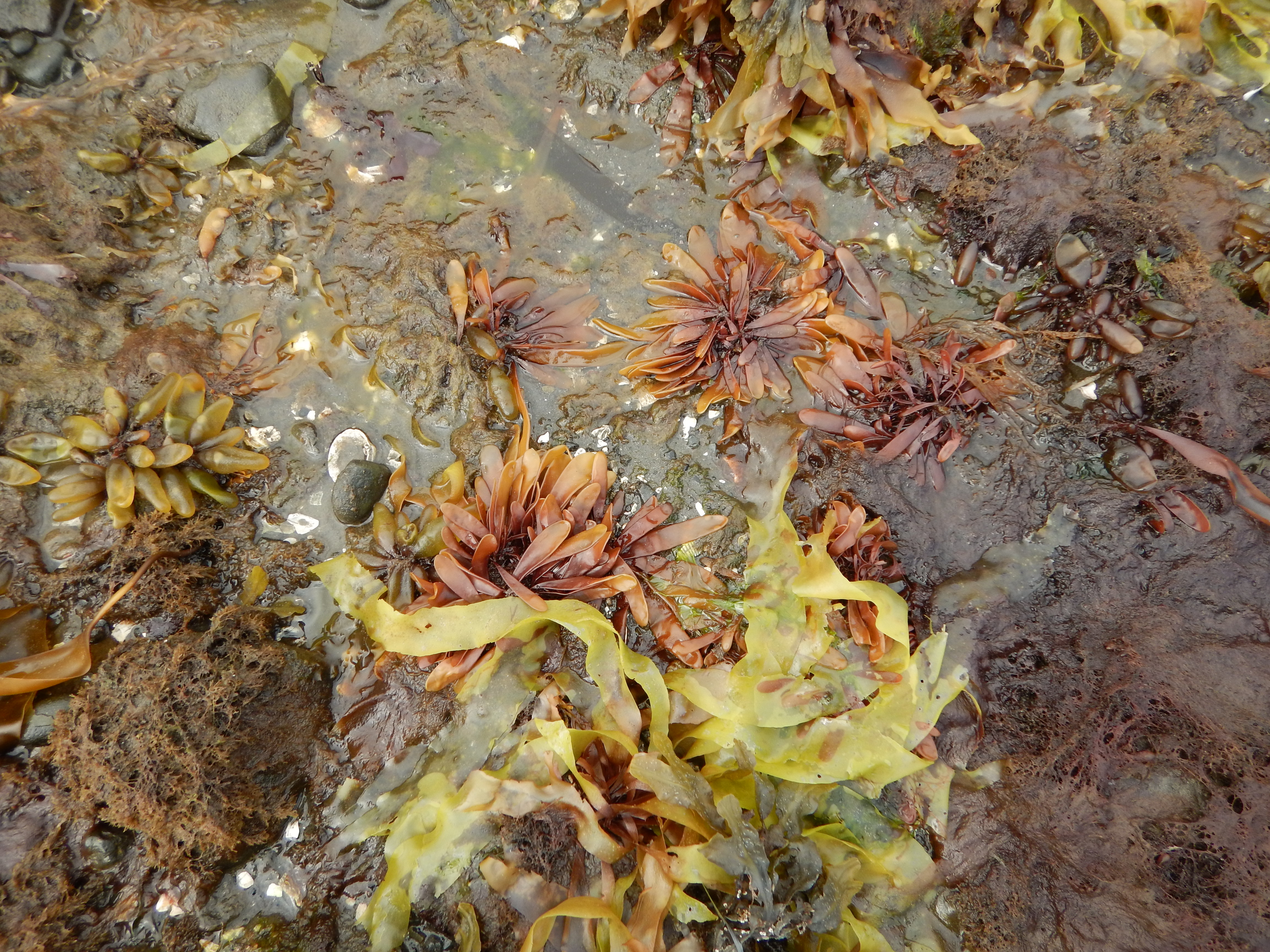 Devaleraea firma – M. Lindeberg · Alaska Peninsula · May 2016