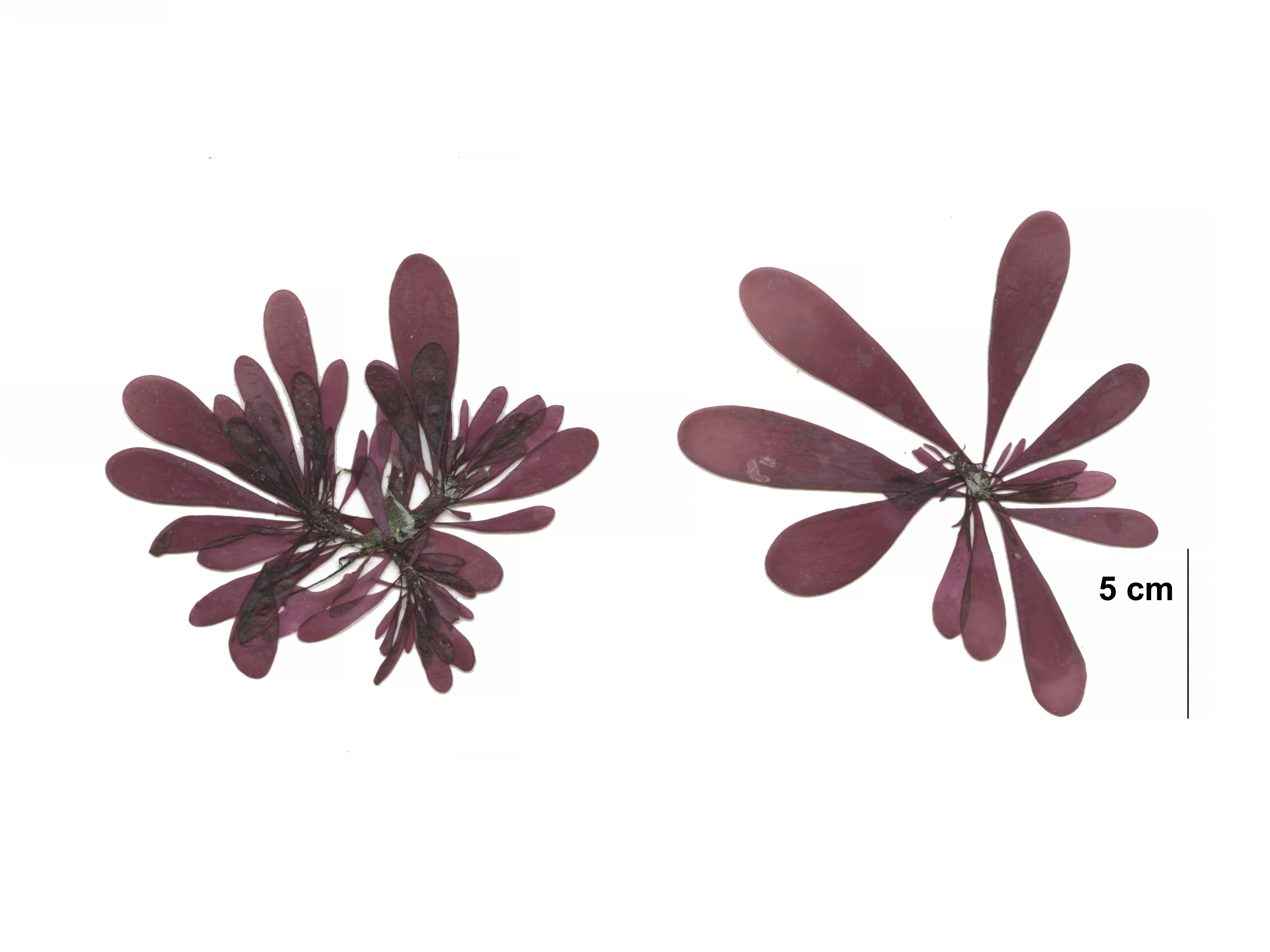 Devaleraea firma – M. Lindeberg · Cook Inlet · June 2016