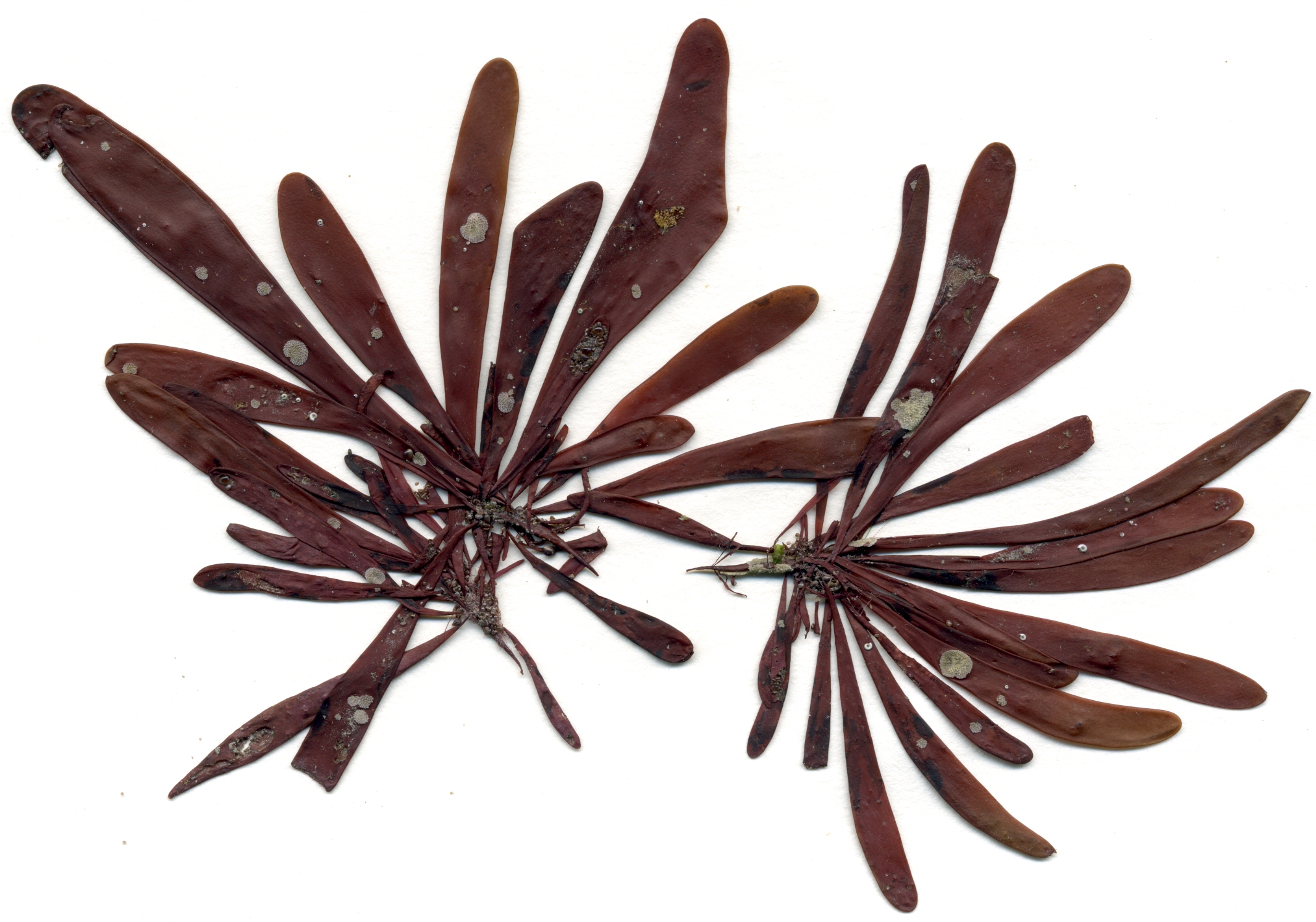 Devaleraea firma – M. Lindeberg · Cook Inlet · July 2009