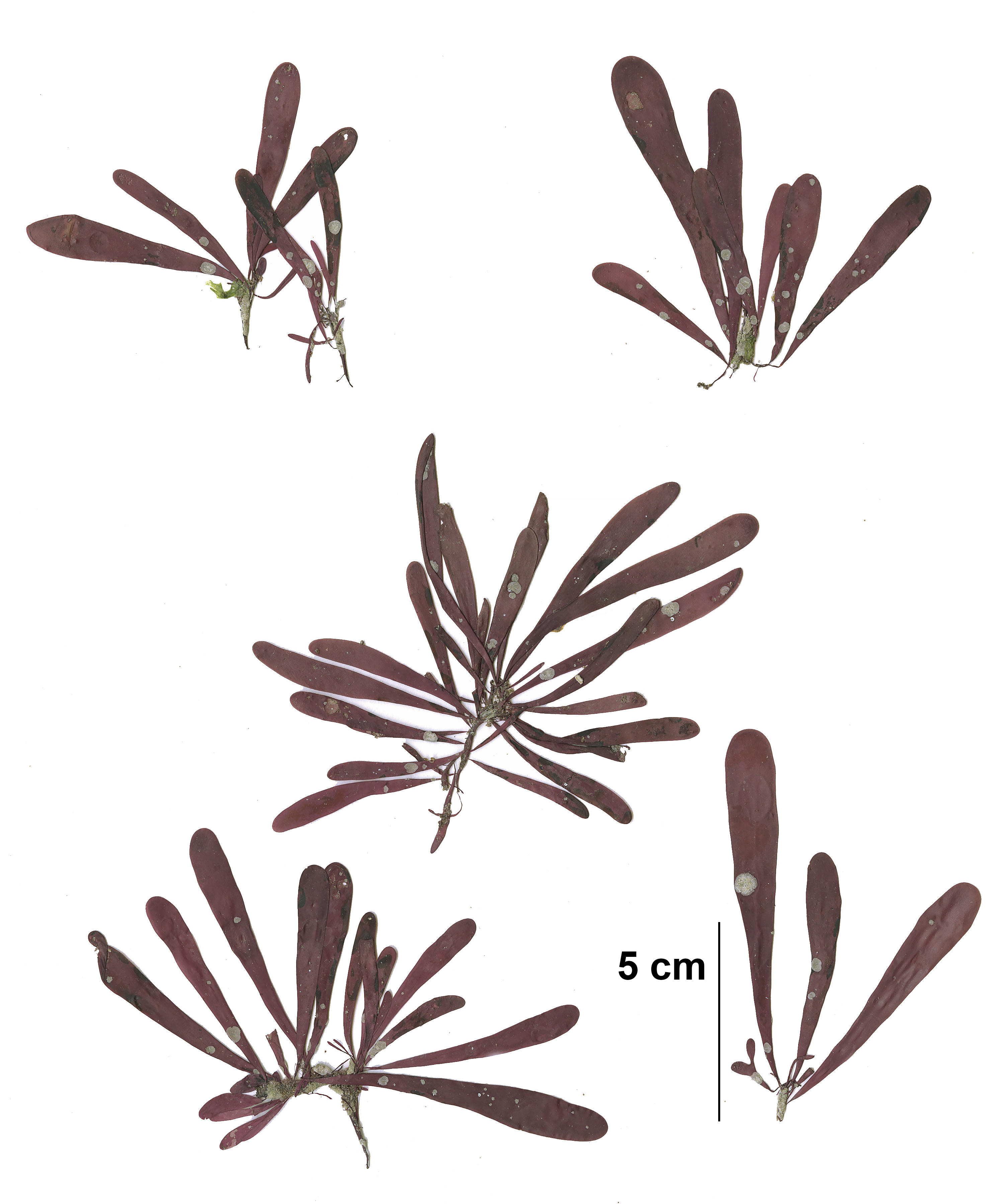 Devaleraea firma – M. Lindeberg · Cook Inlet · July 2009