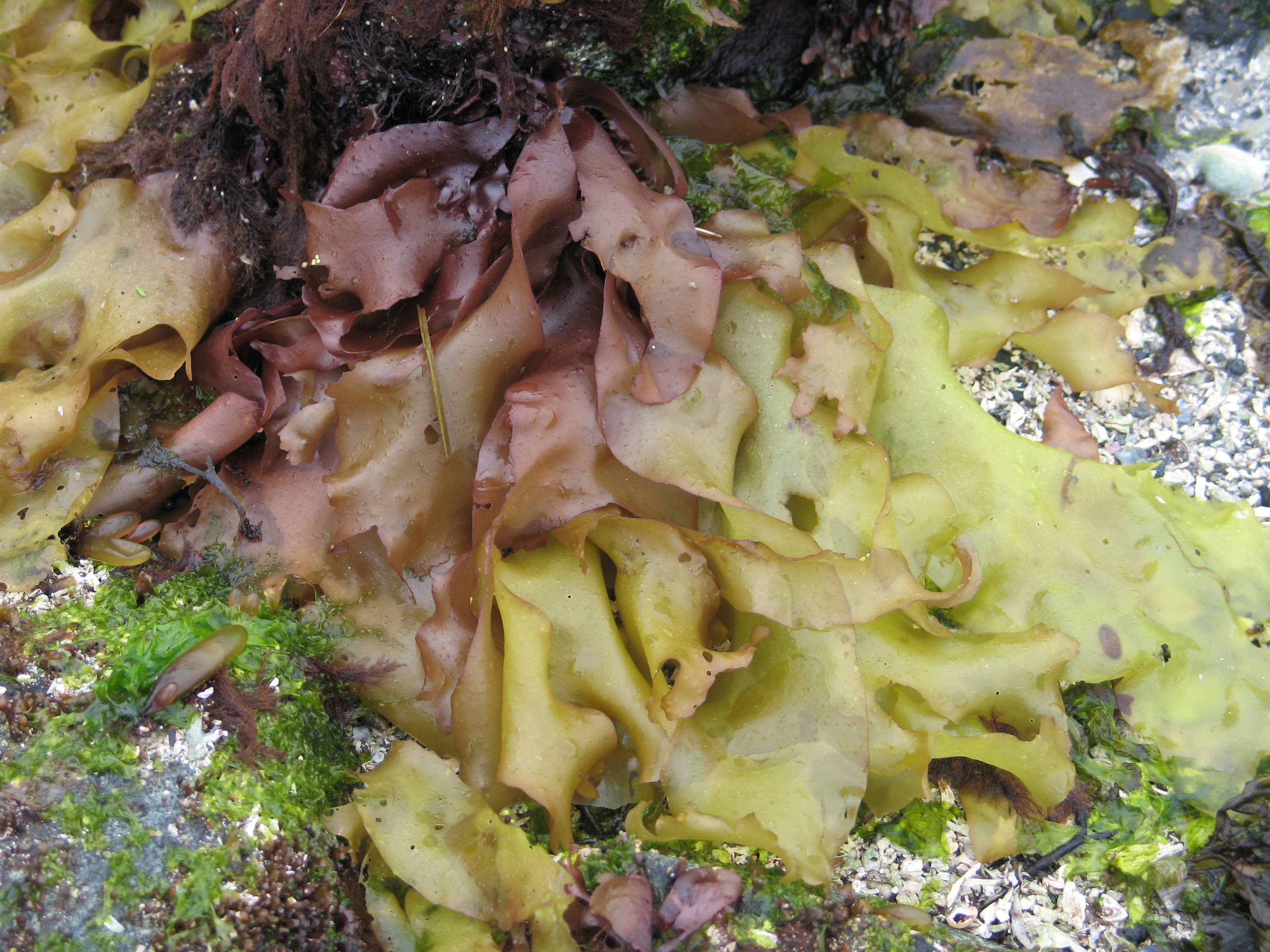 Devaleraea mollis – M. Lindeberg · Southeast · June 2008