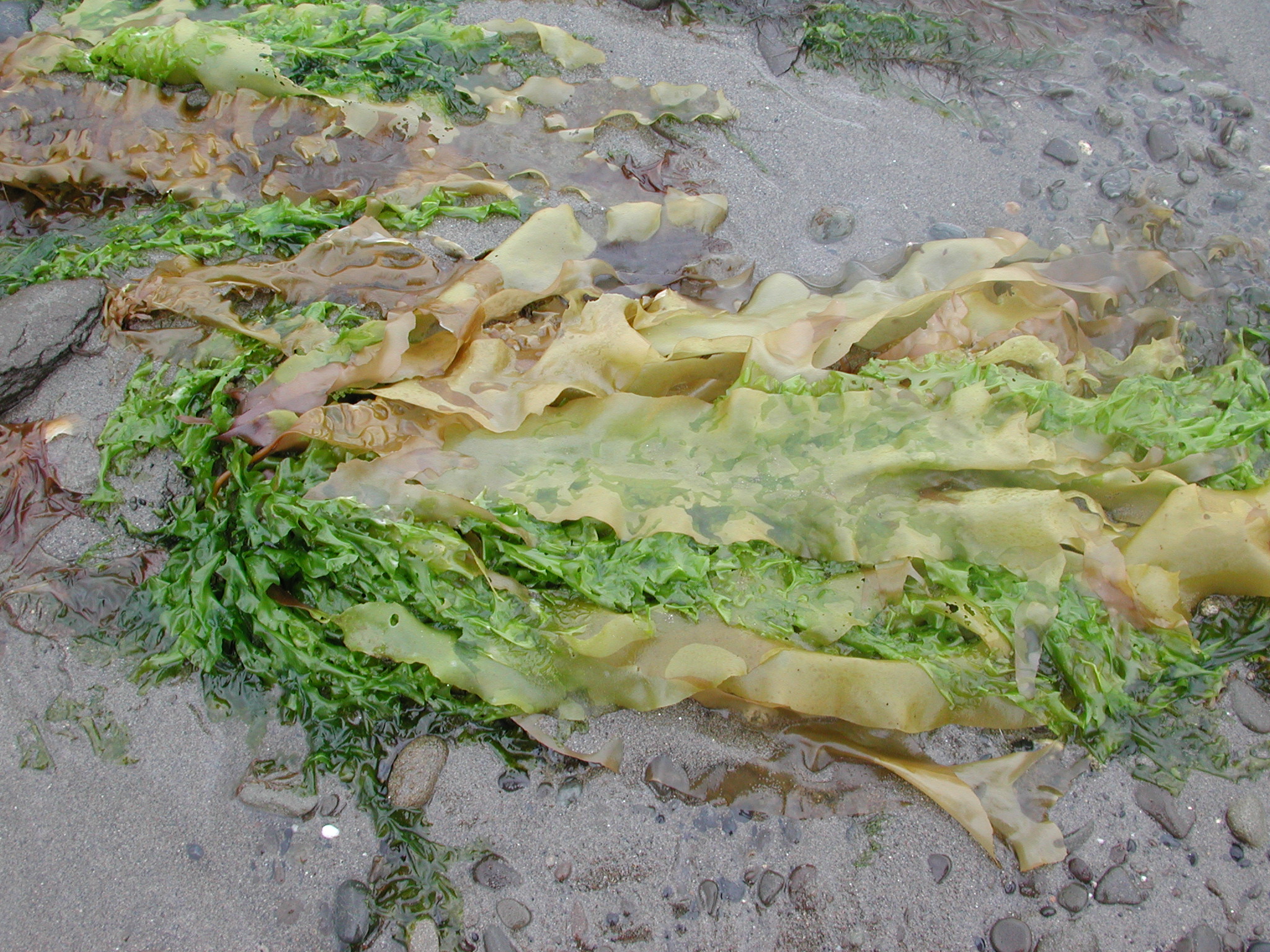 Devaleraea mollis – M. Lindeberg · Kodiak Archipelago · June 2005