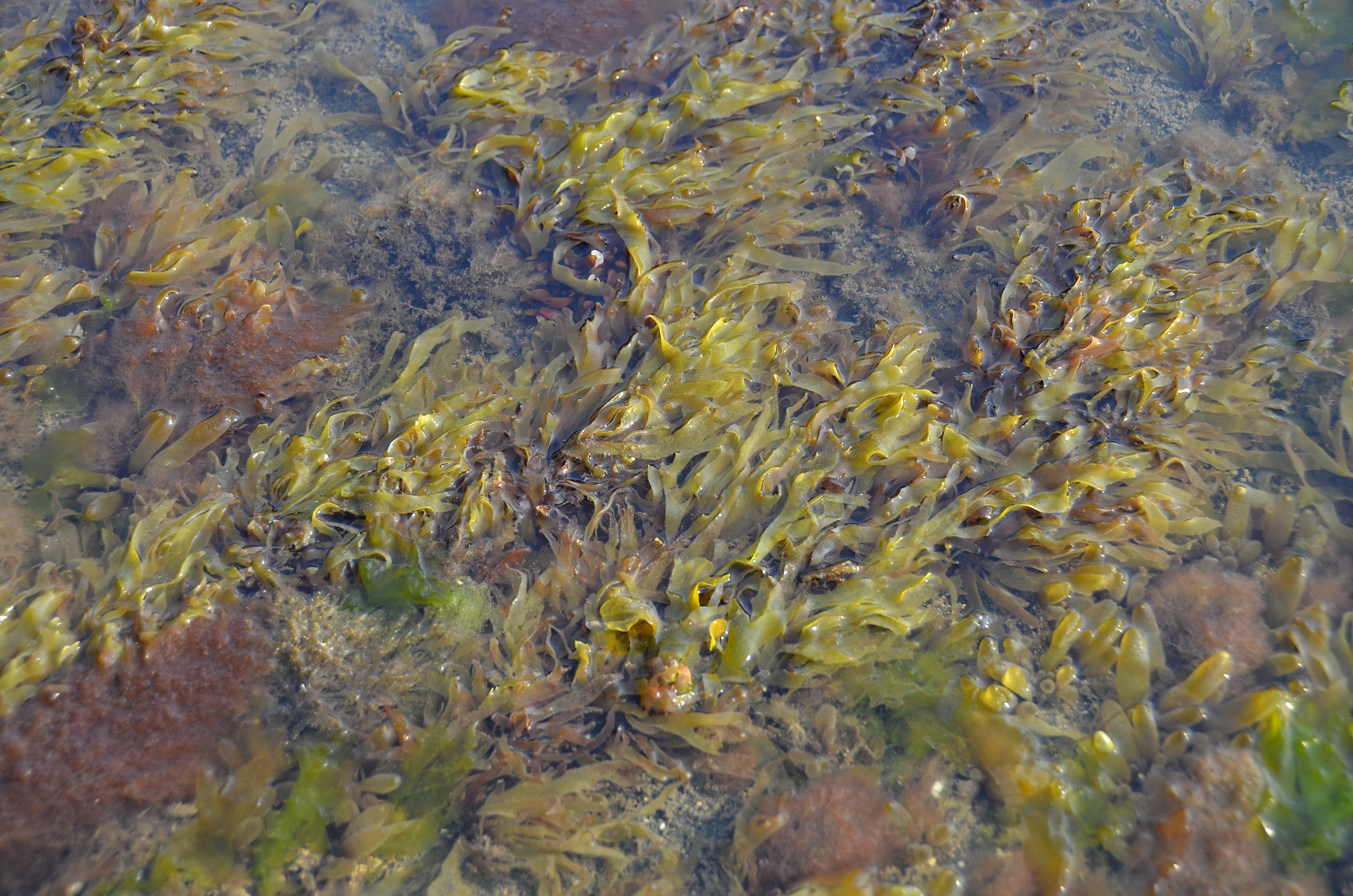 Devaleraea mollis – M. Lindeberg · Cook Inlet · June 2014