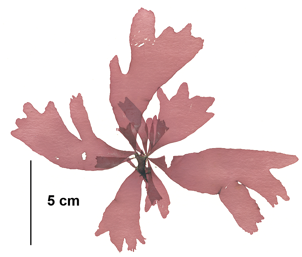 Devaleraea mollis