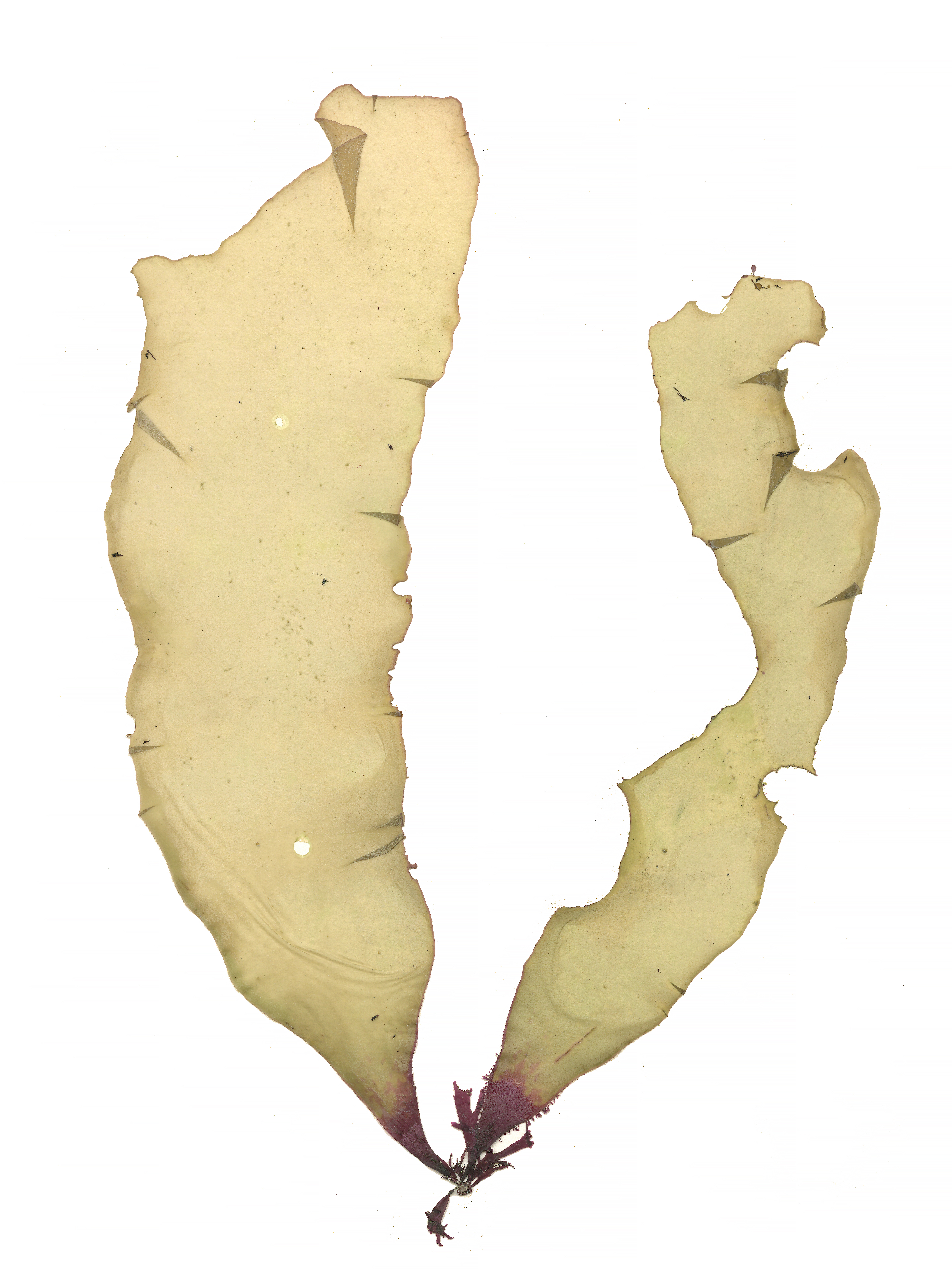 Devaleraea mollis – M. Lindeberg · Alaska Peninsula · May 2016