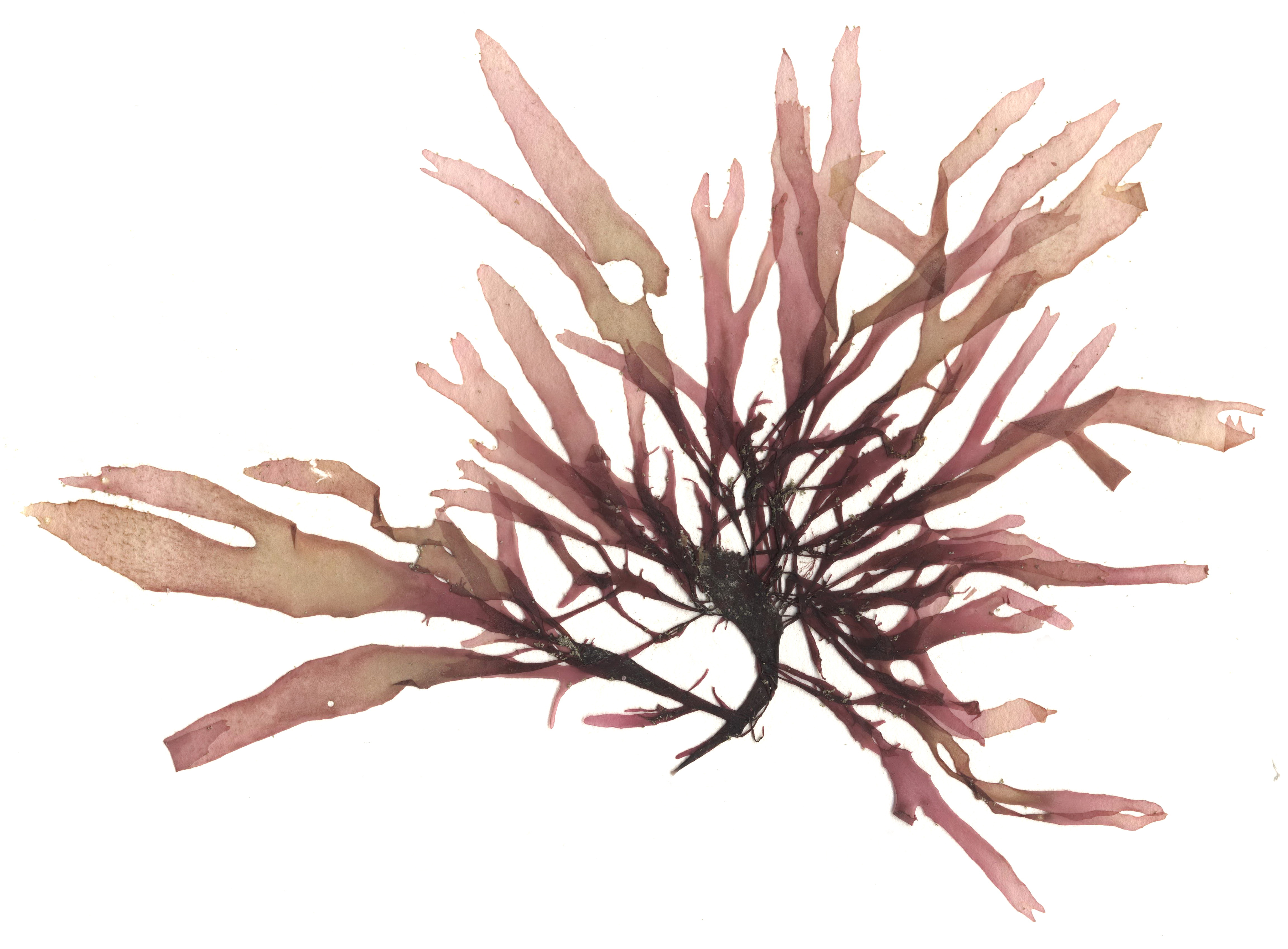 Devaleraea mollis – M. Lindeberg · Cook Inlet · June 2015