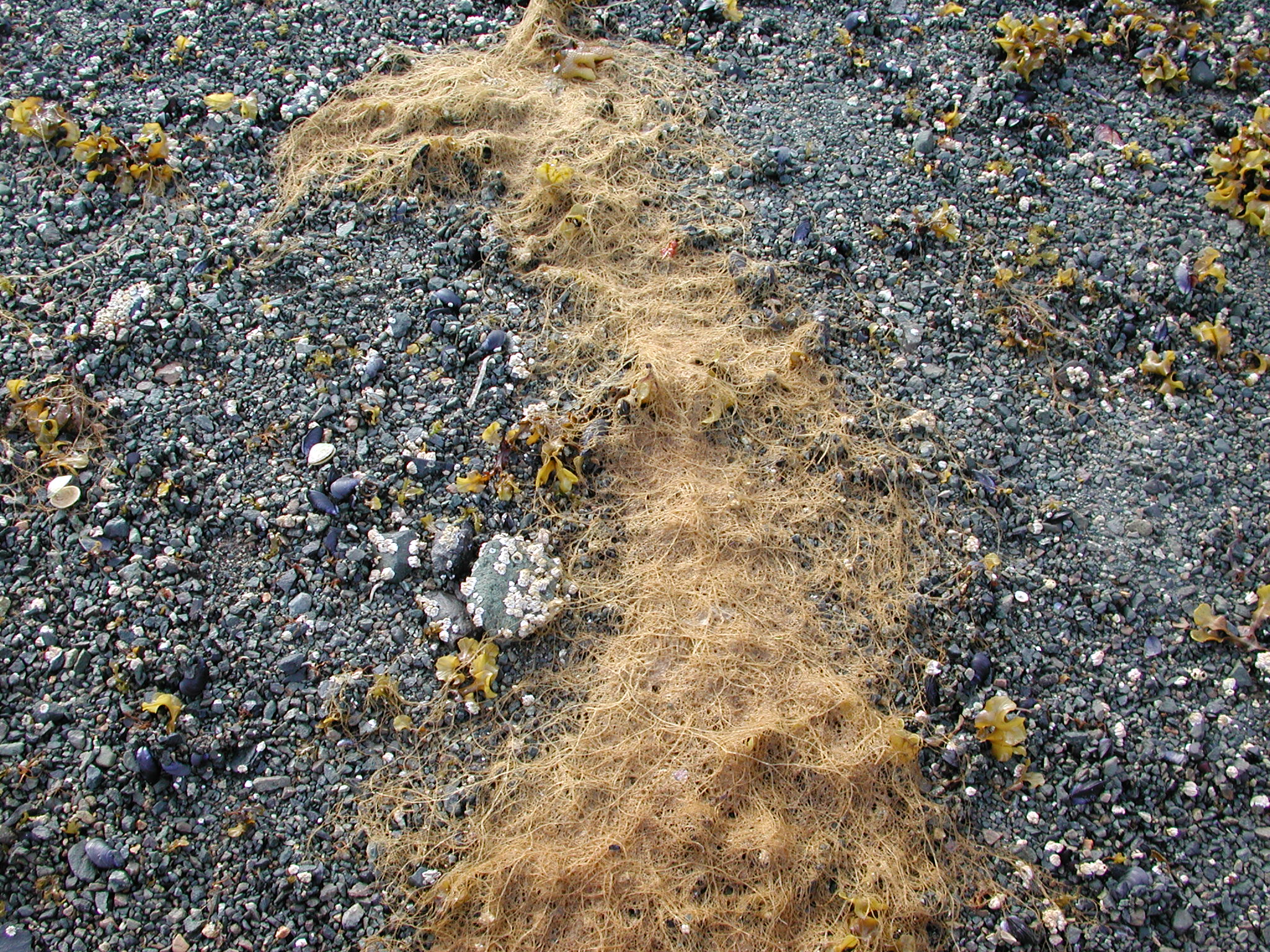 Dictyosiphon sinicola – M. Lindeberg · Southeast Alaska · May 2007