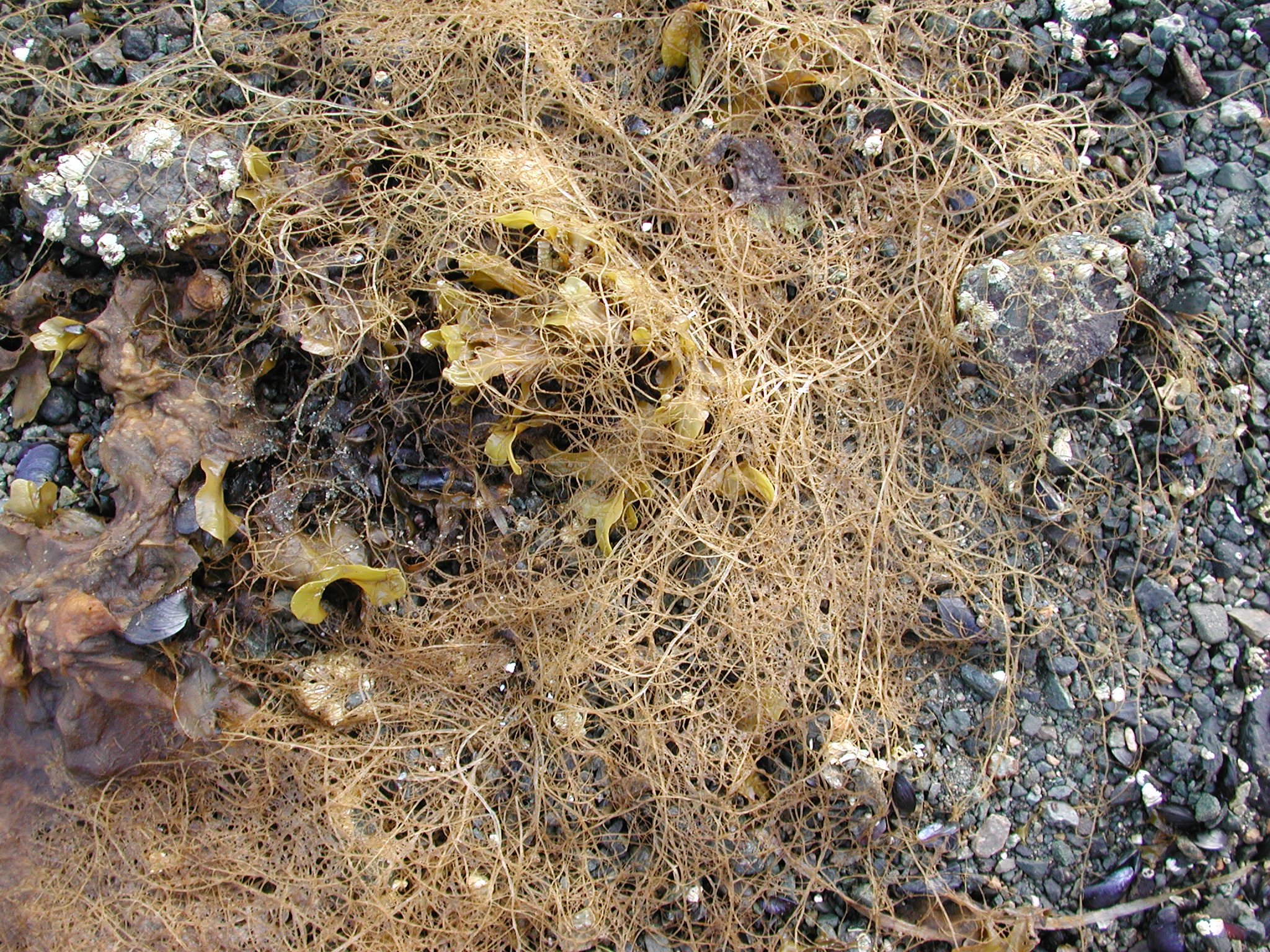 Dictyosiphon sinicola – M. Lindeberg · Southeast Alaska · May 2007