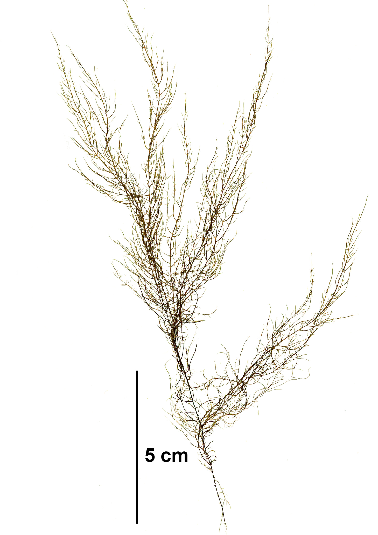 Dictyosiphon sinicola