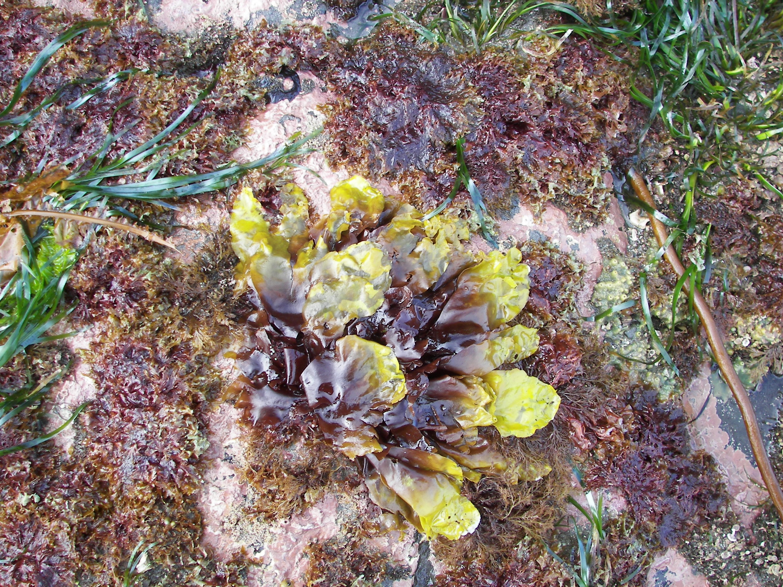 Dilsea californica – S. Lindstrom · Alaska Peninsula · May 2016