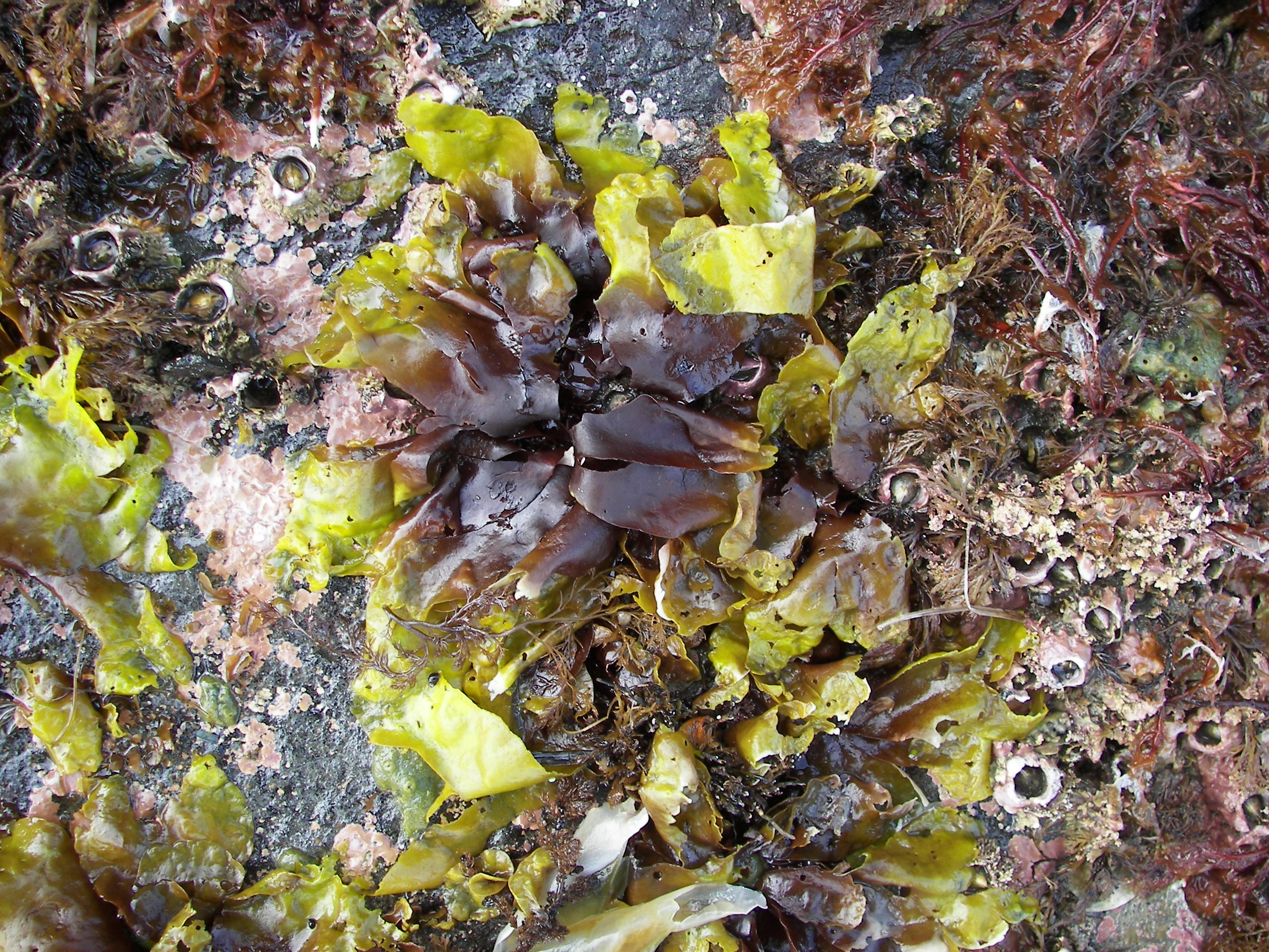 Dilsea californica – S. Lindstrom · Alaska Peninsula · May 2016