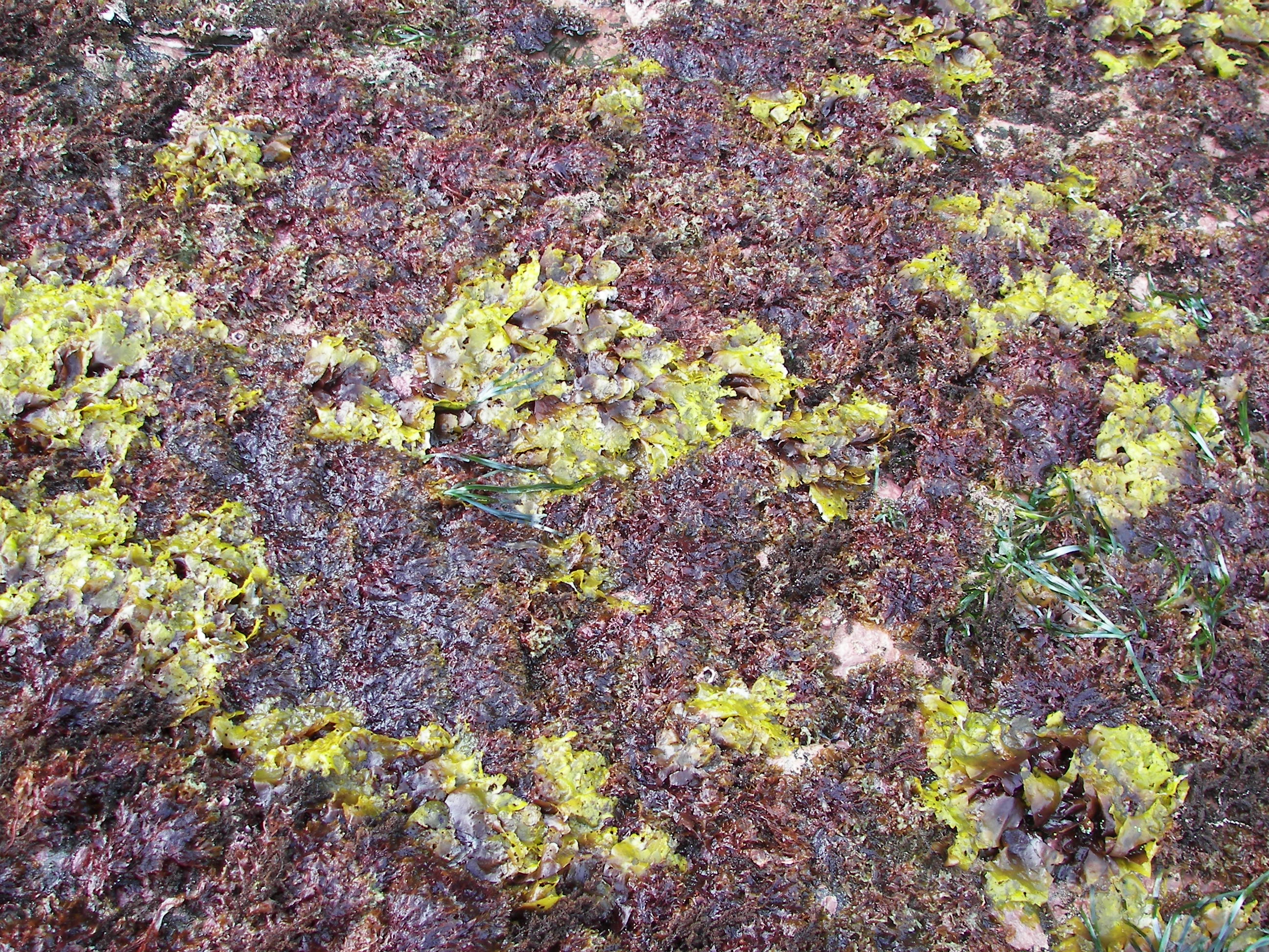 Dilsea californica – S. Lindstrom · Alaska Peninsula · May 2016