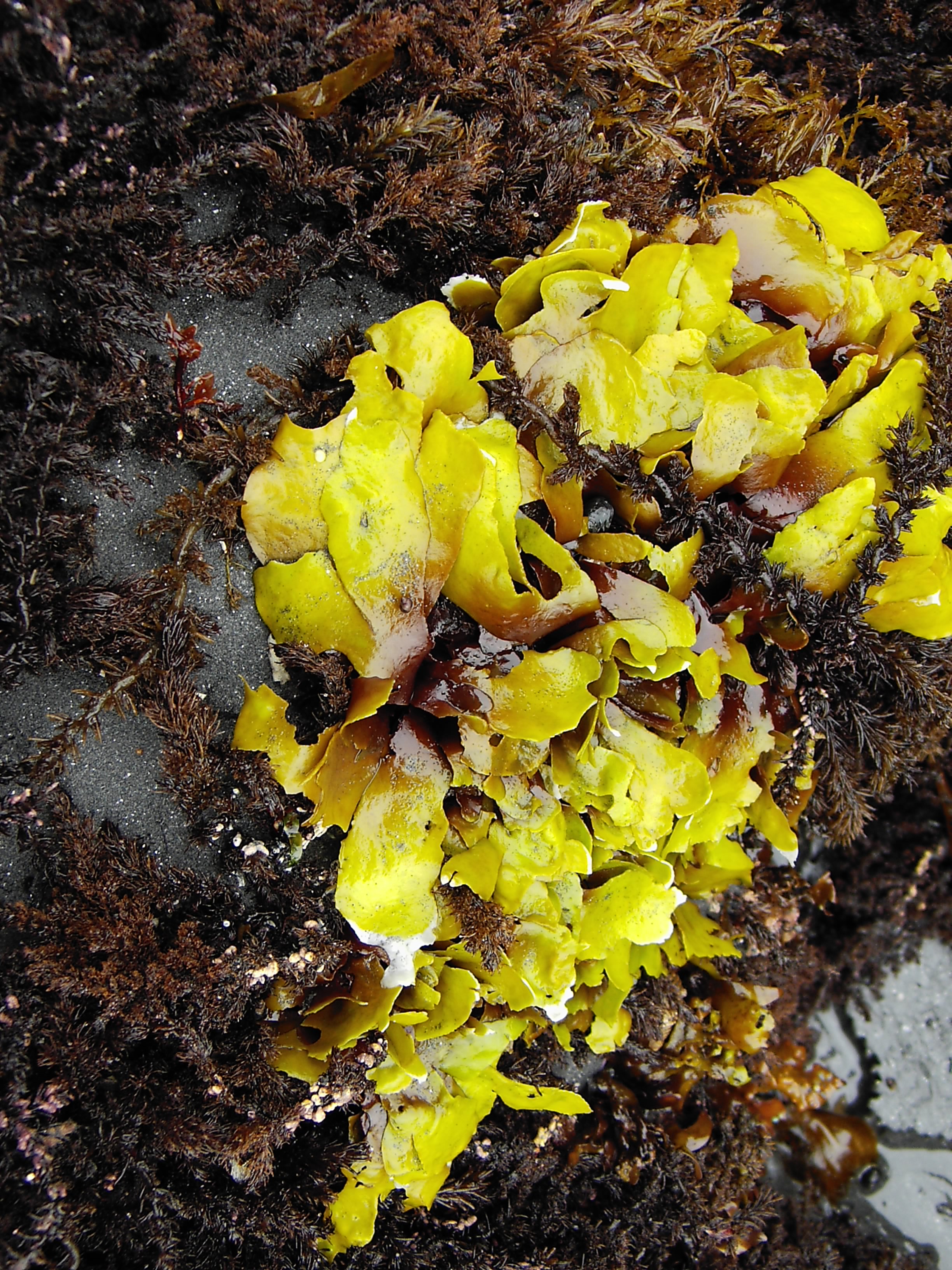 Dilsea californica – Kodiak Archipelago · June 2005