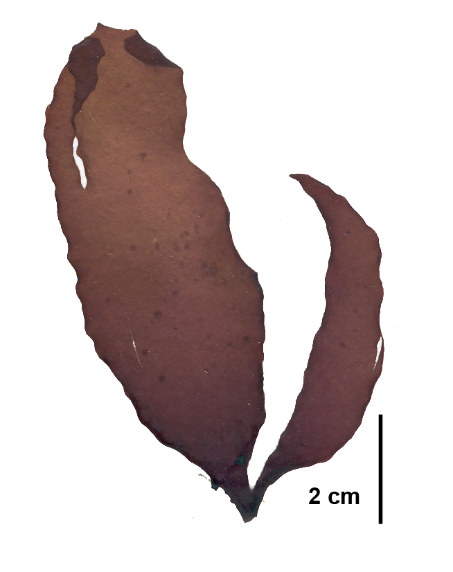 Dilsea californica – S. Lindstrom