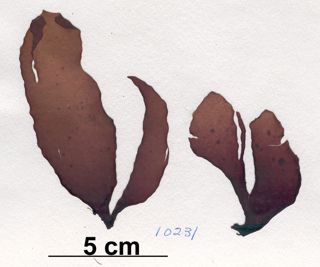 Dilsea californica