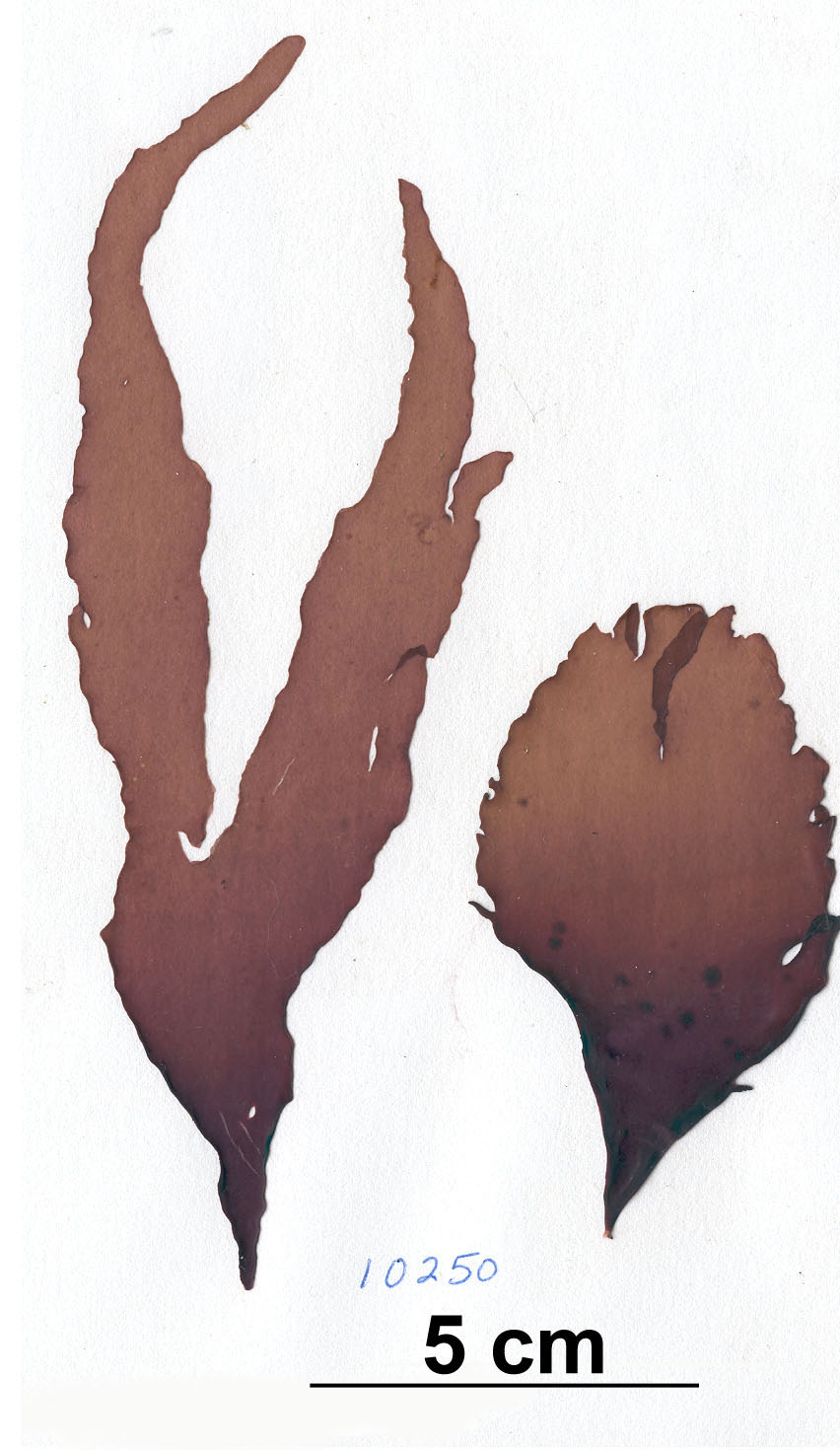 Dilsea californica – S. Lindstrom
