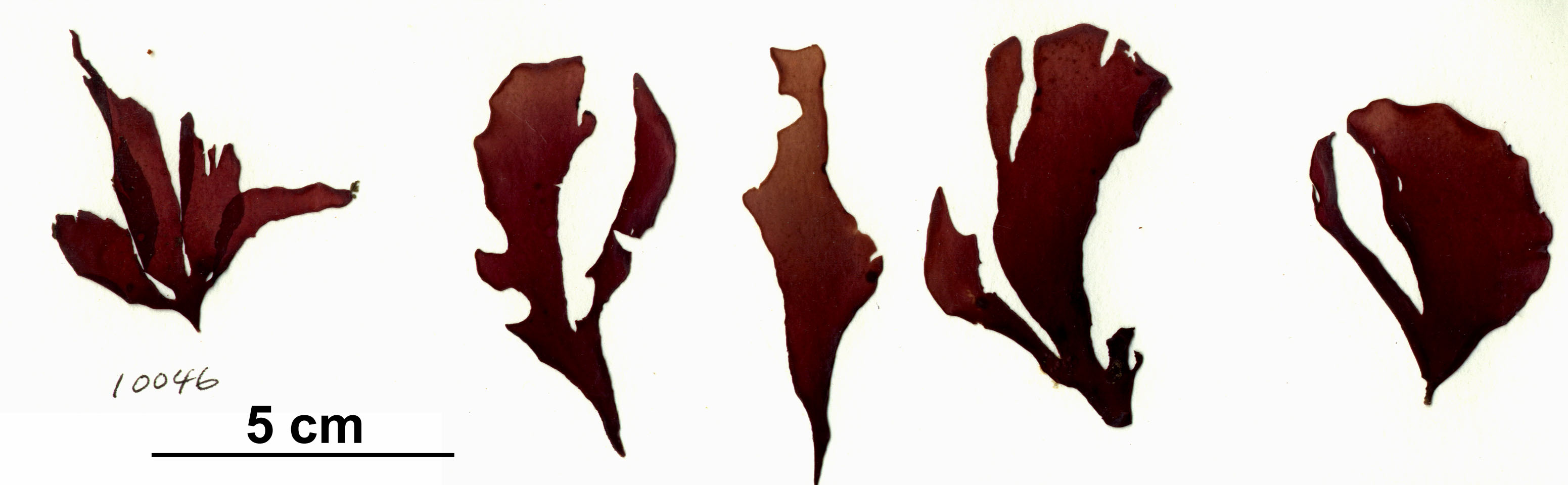 Dilsea californica – S. Lindstrom