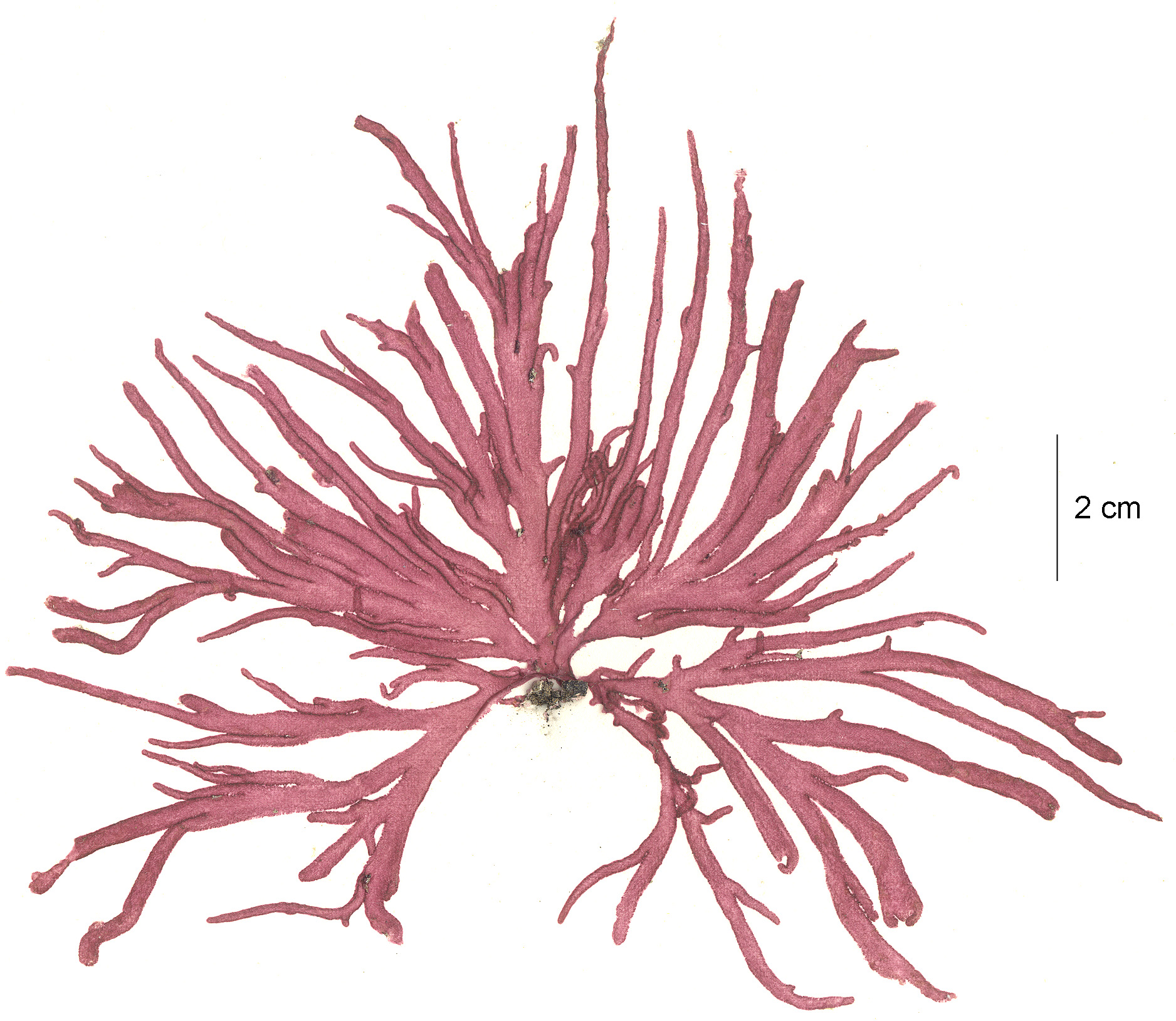 Dudresnaya sp.