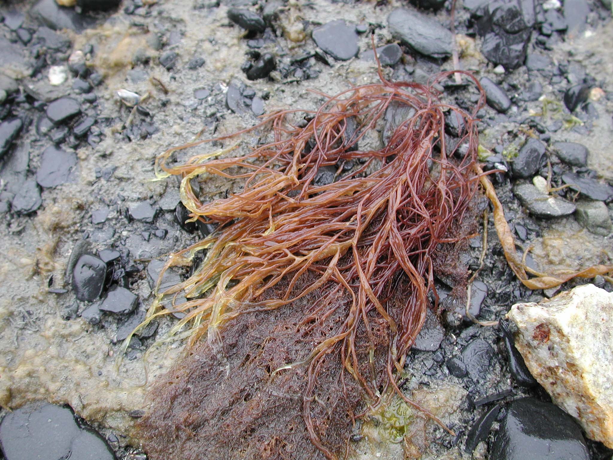 Dumontia alaskana – Kenai Peninsula · June 2004