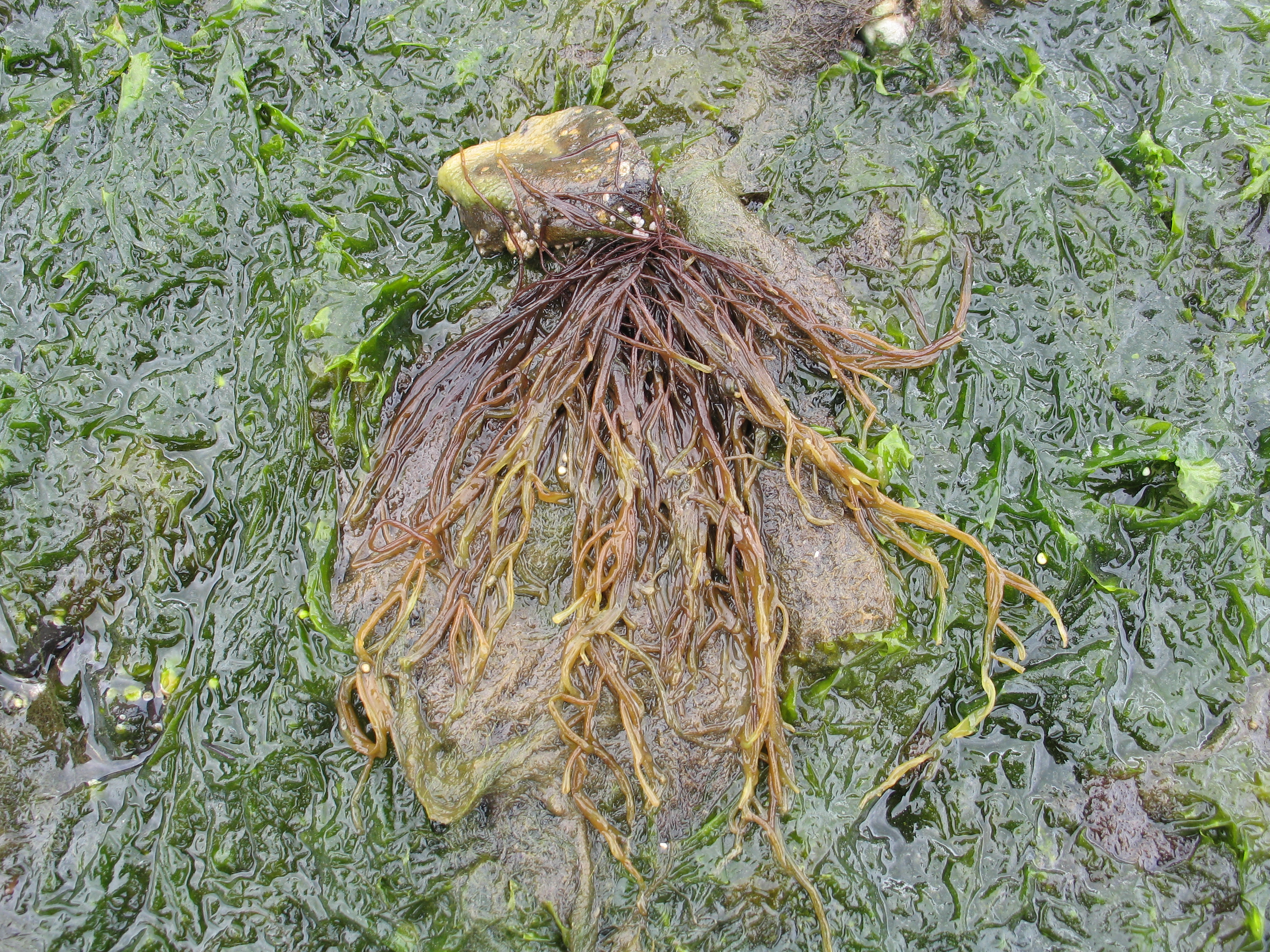 Dumontia alaskana – Cook Inlet · July 2008