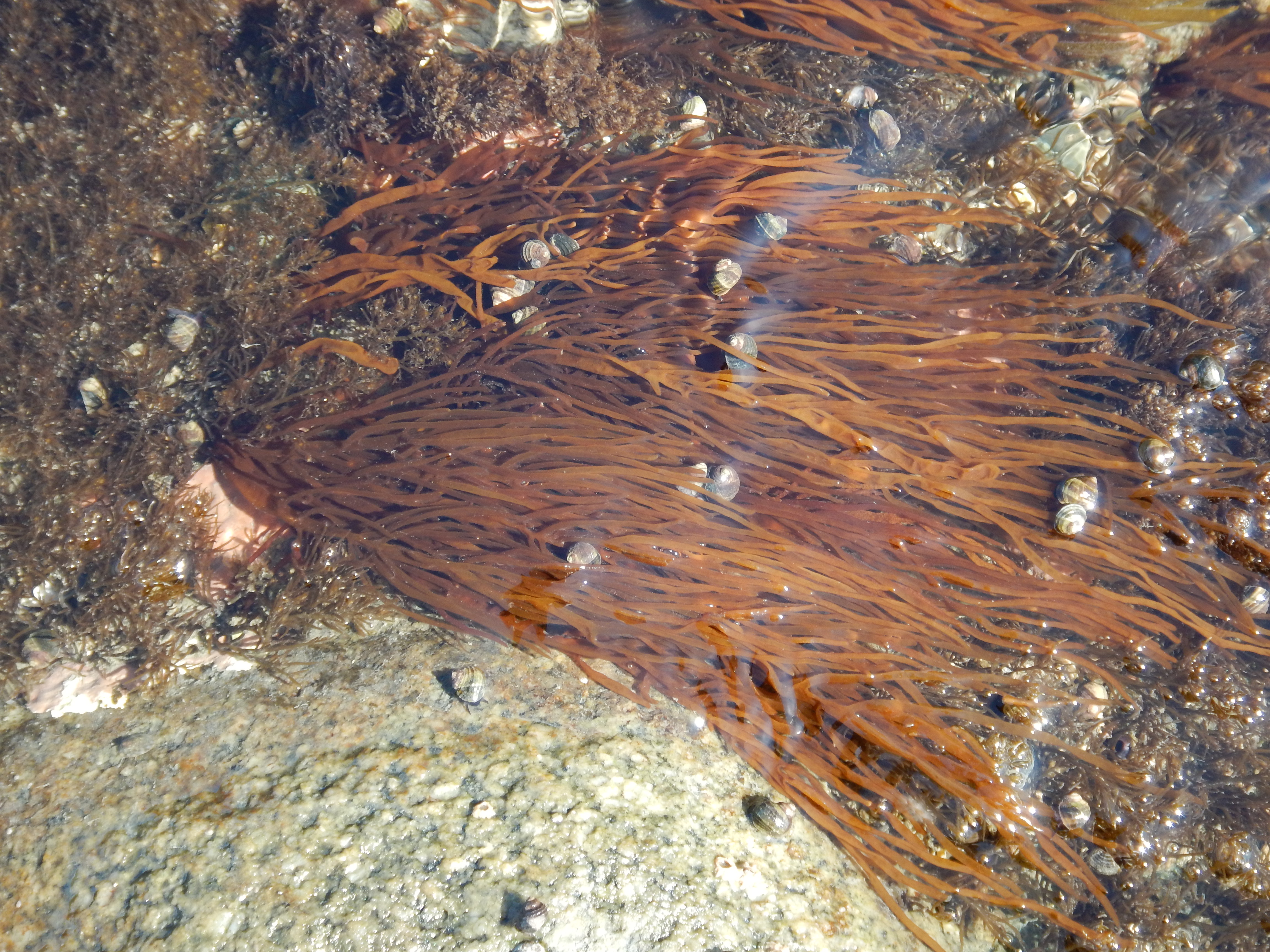 Dumontia alaskana – Cook Inlet · May 2017