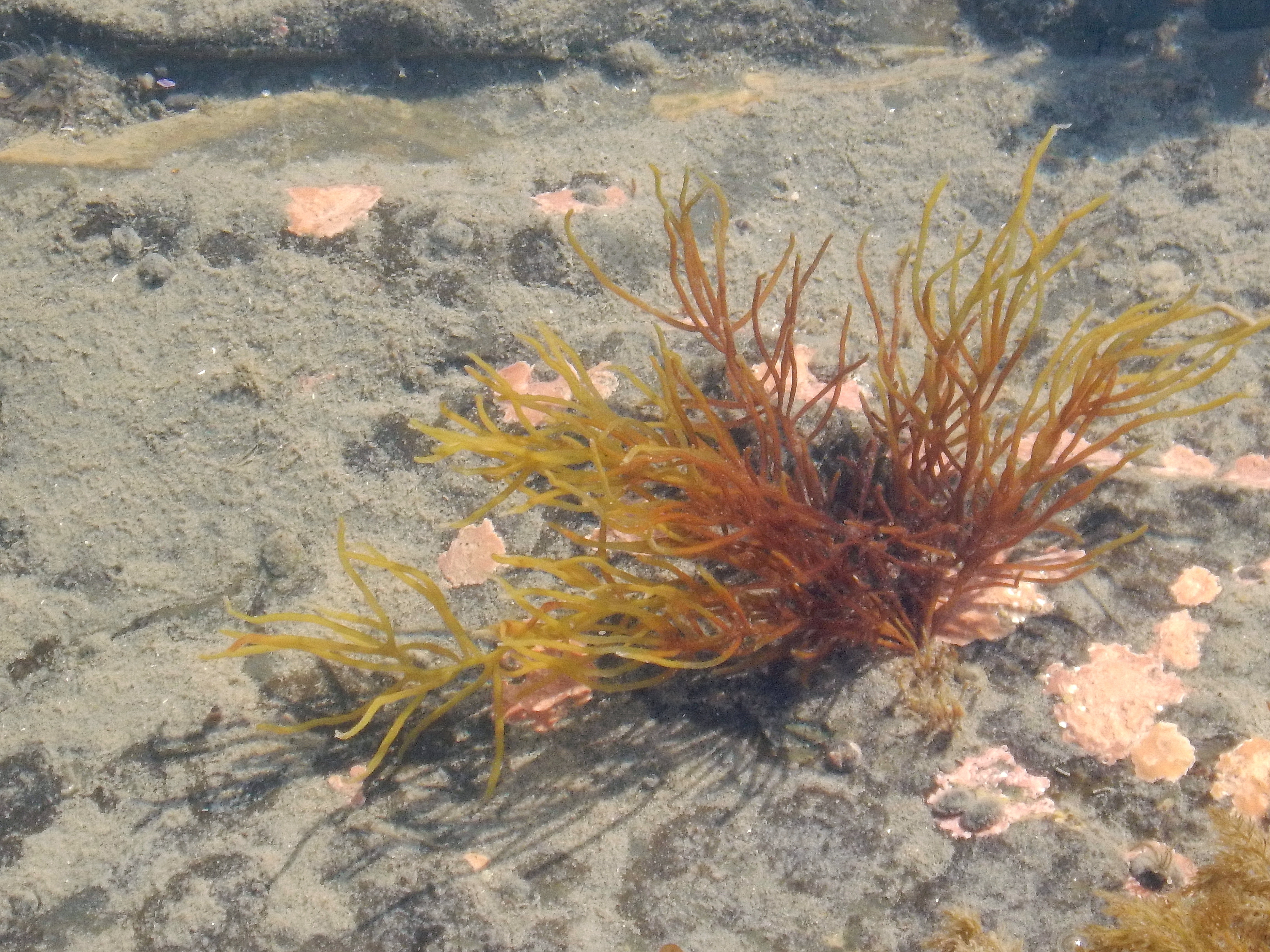 Dumontia alaskana – M. Lindeberg · Cook Inlet · June 2016