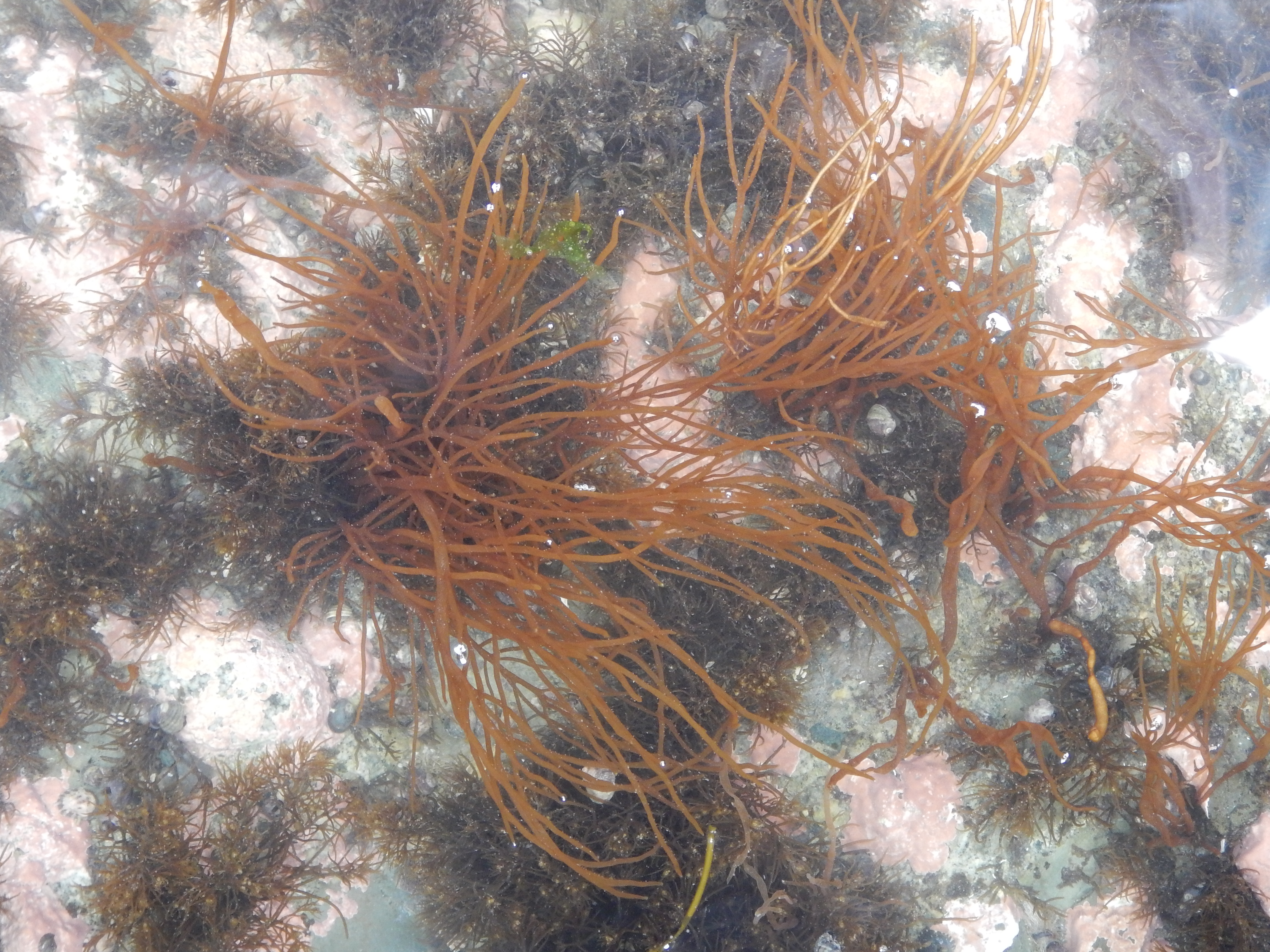 Dumontia alaskana – M. Lindeberg · Cook Inlet · May 2017