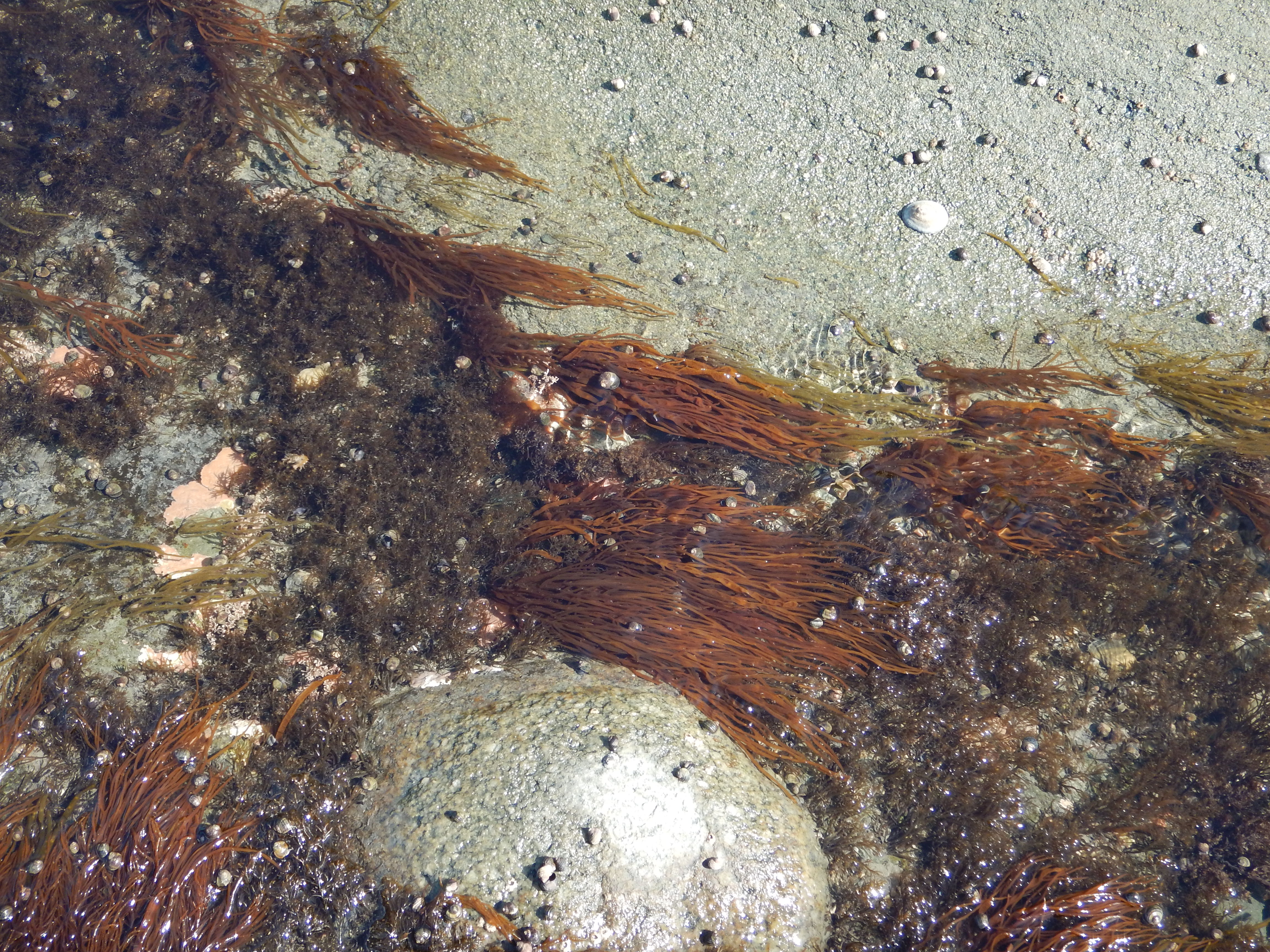 Dumontia alaskana – M. Lindeberg · Cook Inlet · May 2017