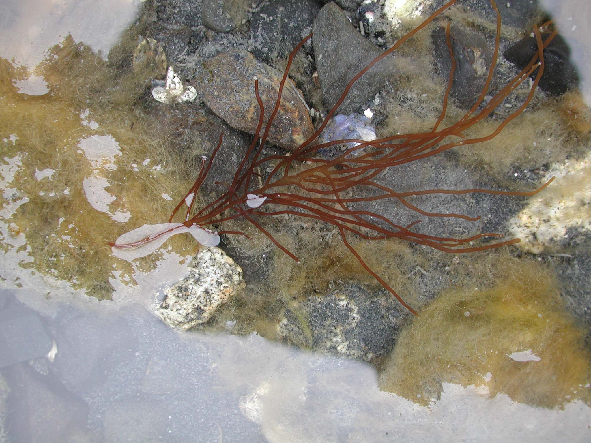 Dumontia alaskana – M. Lindeberg · Kenai Peninsula · June 2004