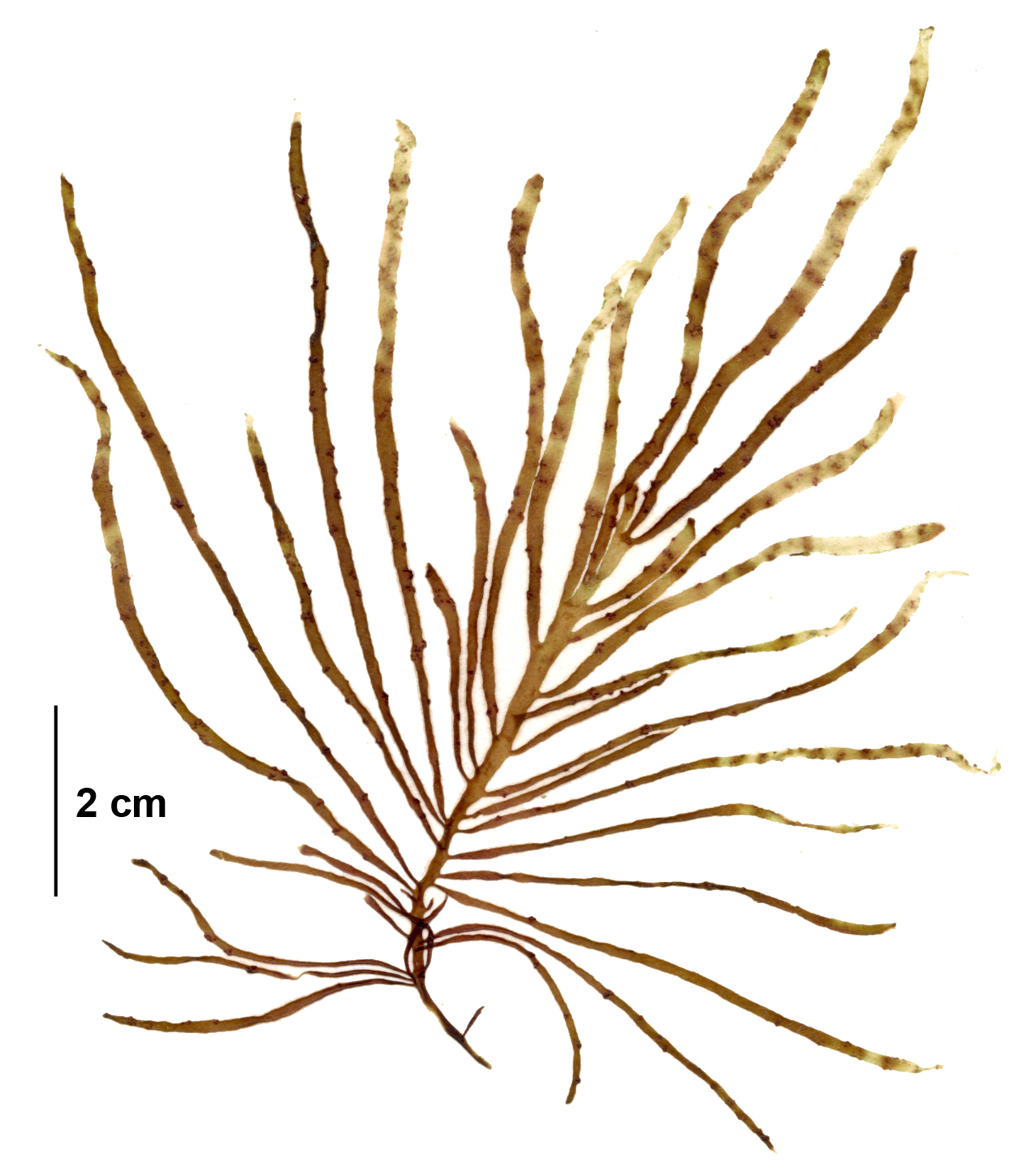 Dumontia alaskana