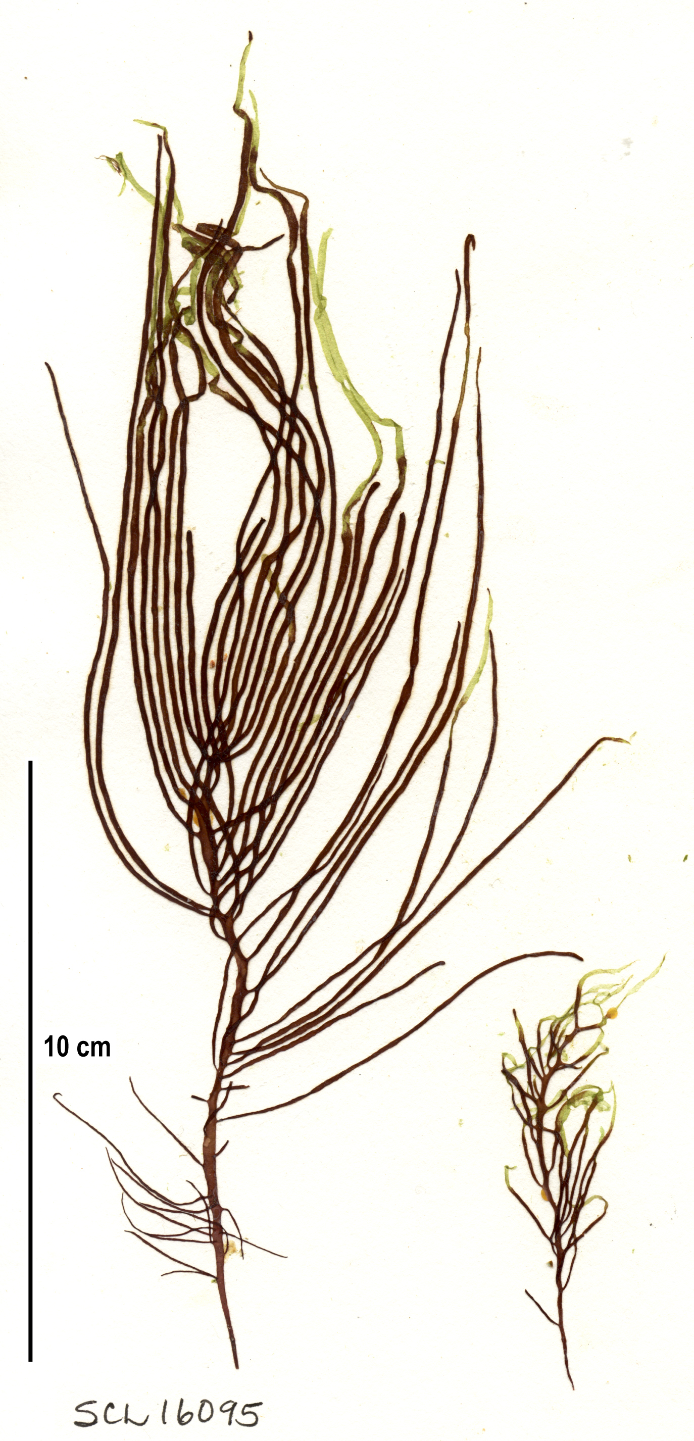 Dumontia alaskana – S. Lindstrom · Alaska Peninsula · May 2016