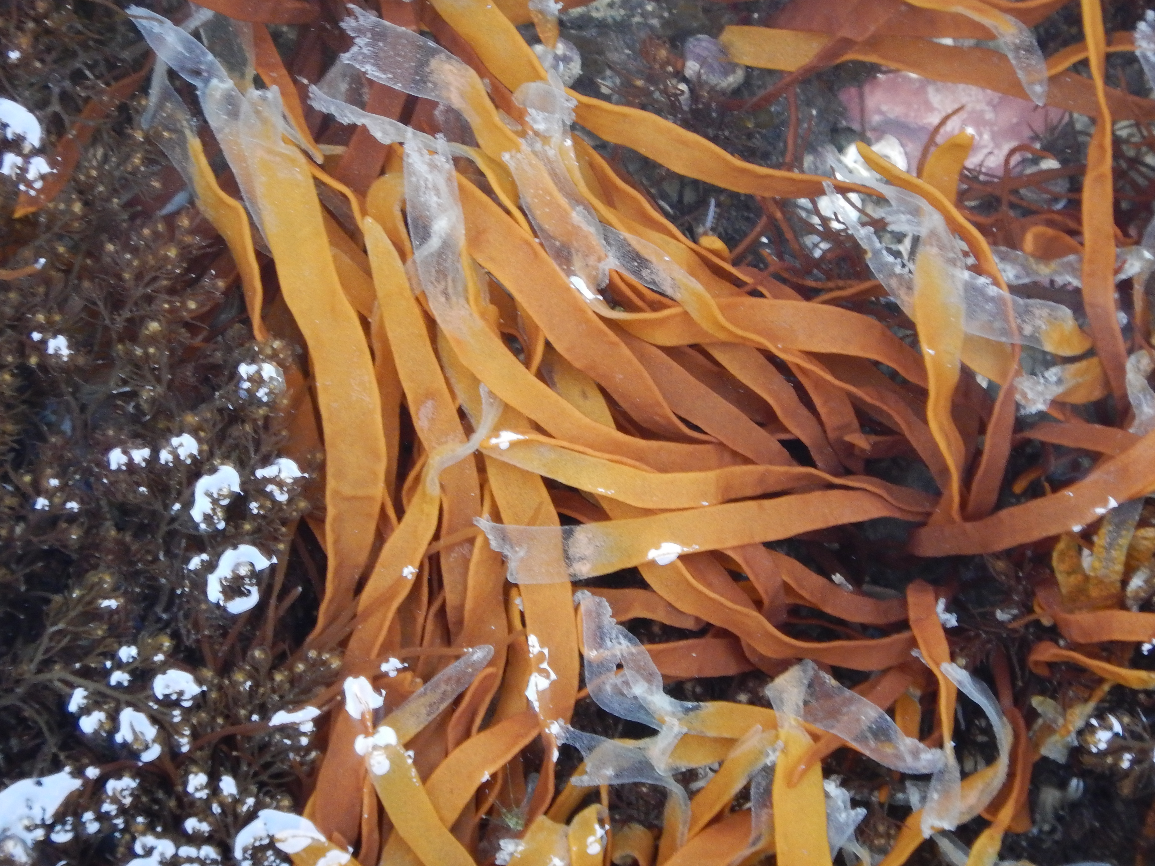 Dumontia simplex – M. Lindeberg · Cook Inlet · May 2017